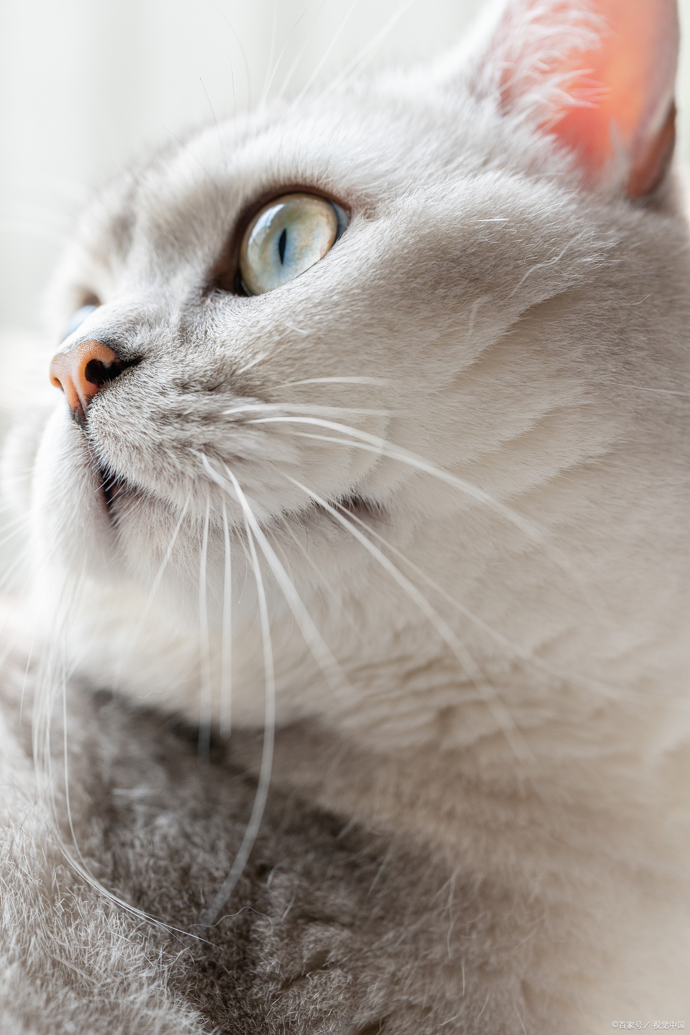 换季猫咪掉毛厉害怎么办?5款空气净化器帮你轻松应对换季掉毛季!
