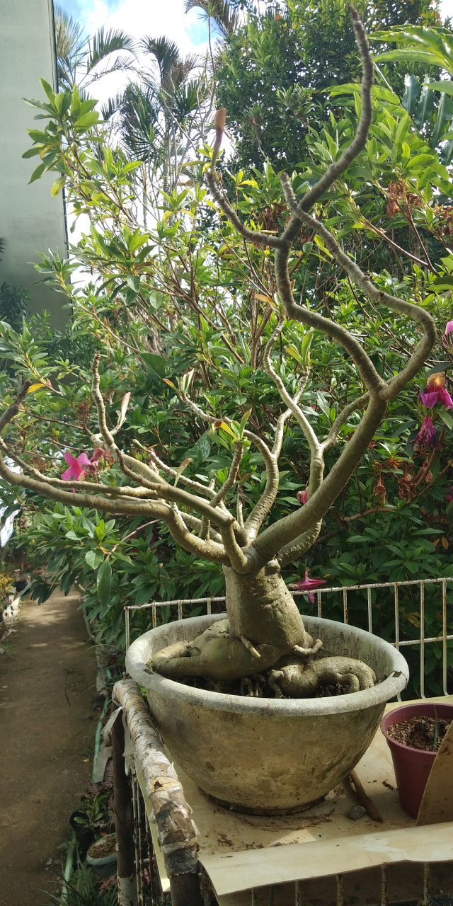 知识科普小课堂# 黑骨茶与小叶紫檀的区别如下:  11566 外观特征