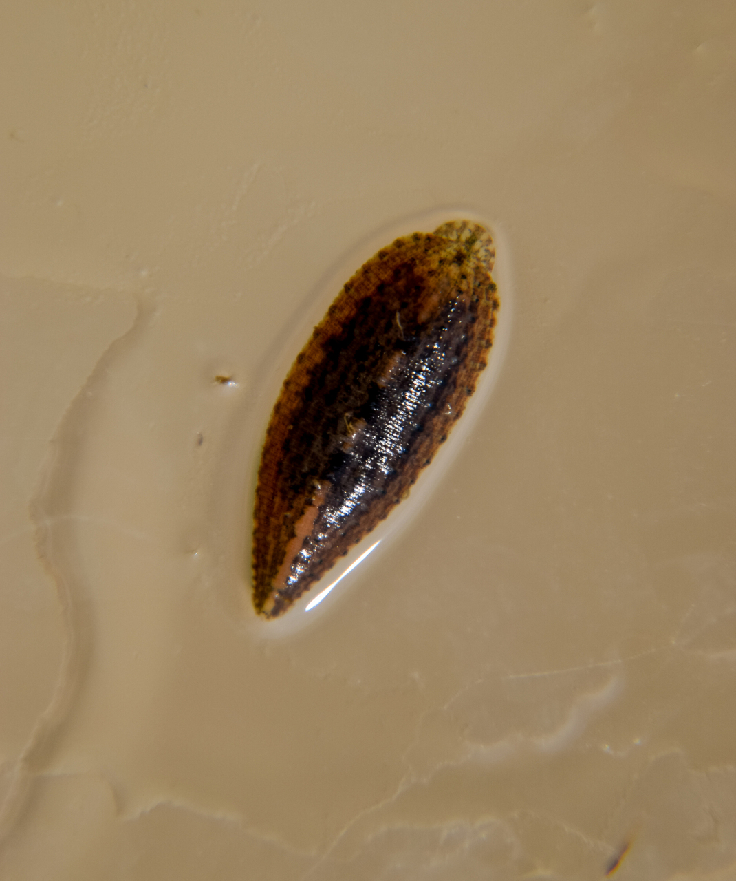 蠓虫是双翅目蠓科动物,体型小,以吸血或植物汁液为生,白天,黎明或黄昏