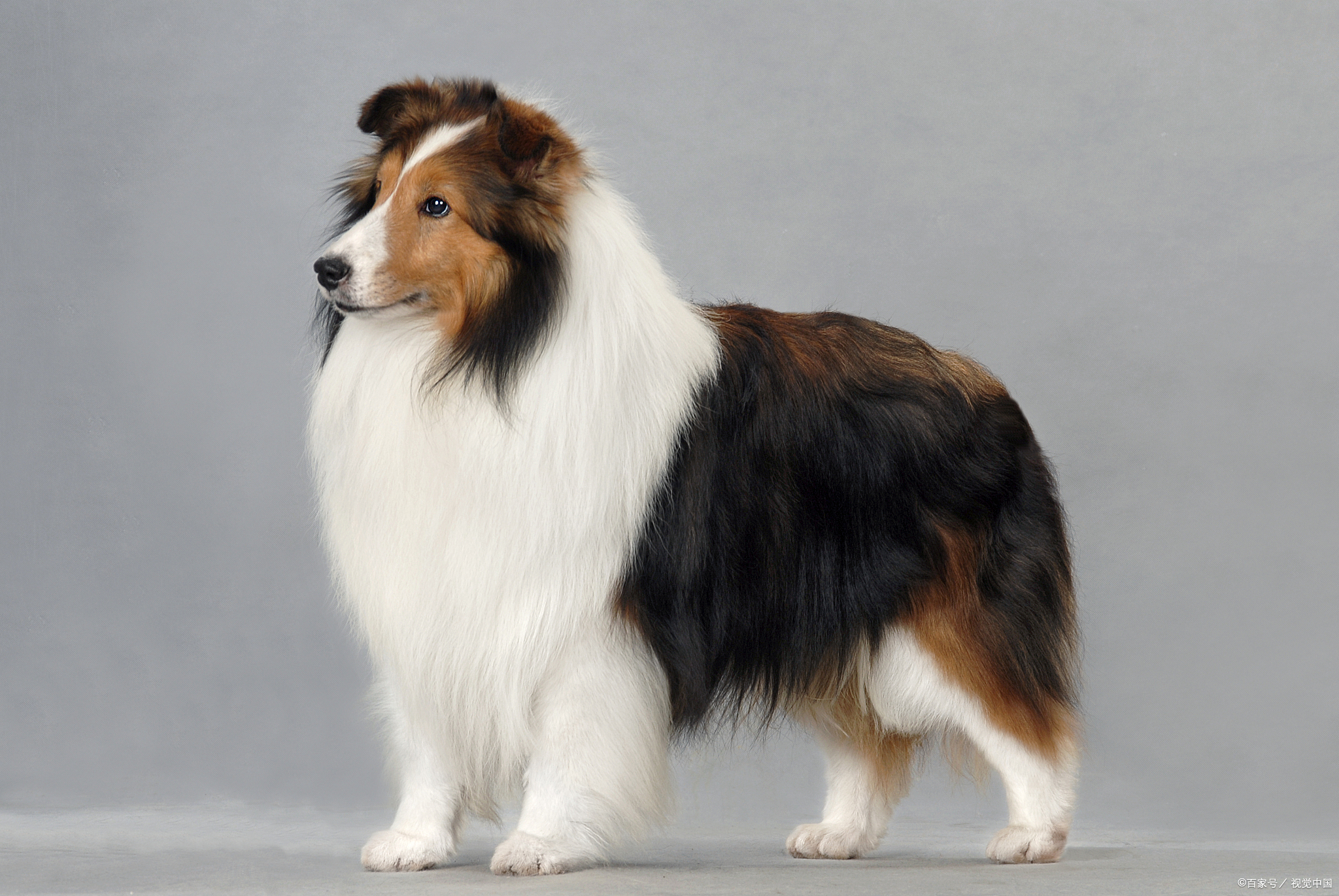 牧羊犬有哪些种类?每种品种都有其独特的特征和用途