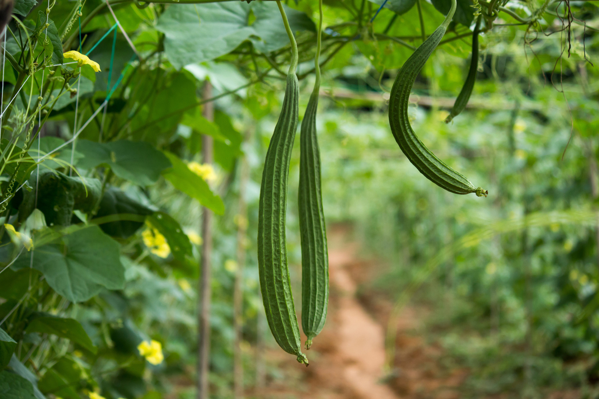 丝瓜是农村再常见不过的一种蔬菜了,农民每家每户几乎都会种,但有