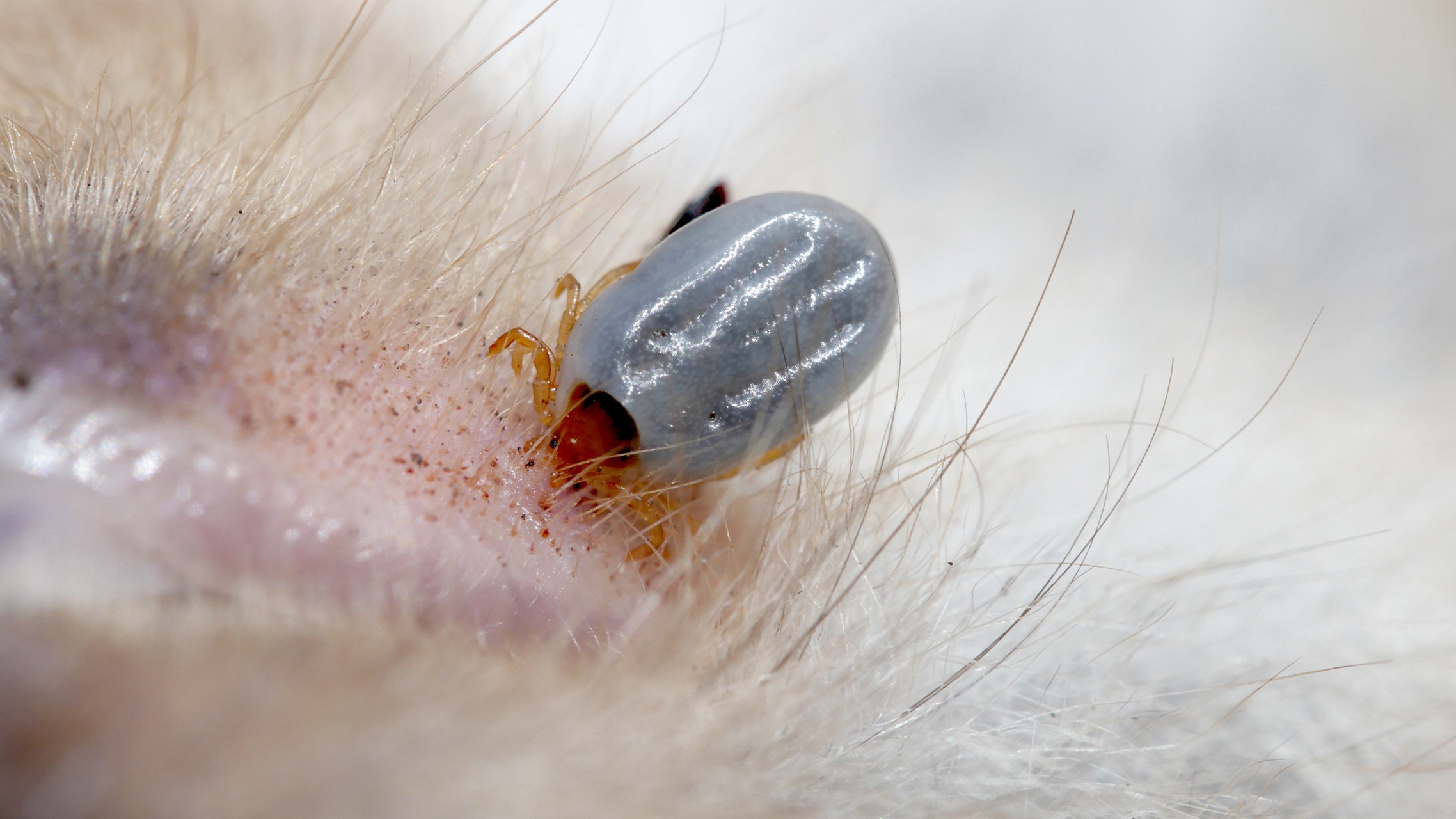 寄螨总目包含50多种生物,威胁人类健康!