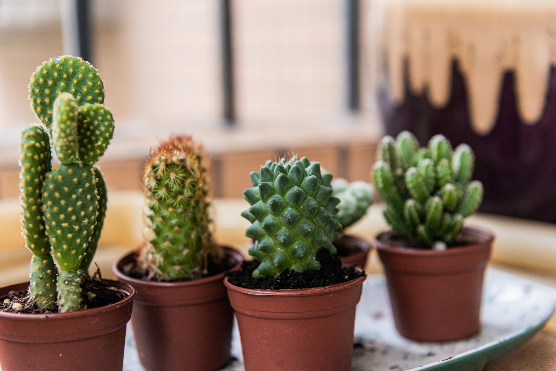 家里养仙人掌是相对容易管理的选择,适合初学者或忙碌的人,不需要经常