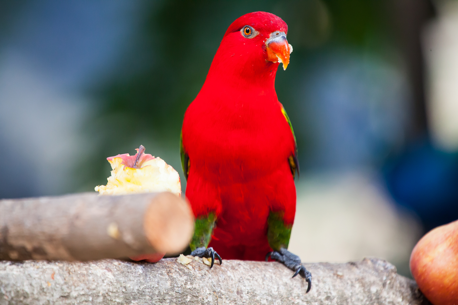 红色吸蜜鹦鹉  红色吸蜜鹦鹉,一种美丽的鹦鹉,以其鲜艳的红色羽毛和