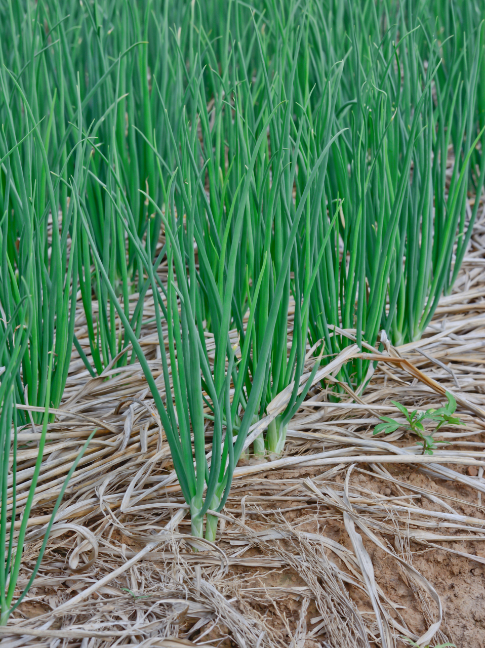 春季种植时,葱在13℃-20℃的温度下能够正常发芽,植株的生长适温为10