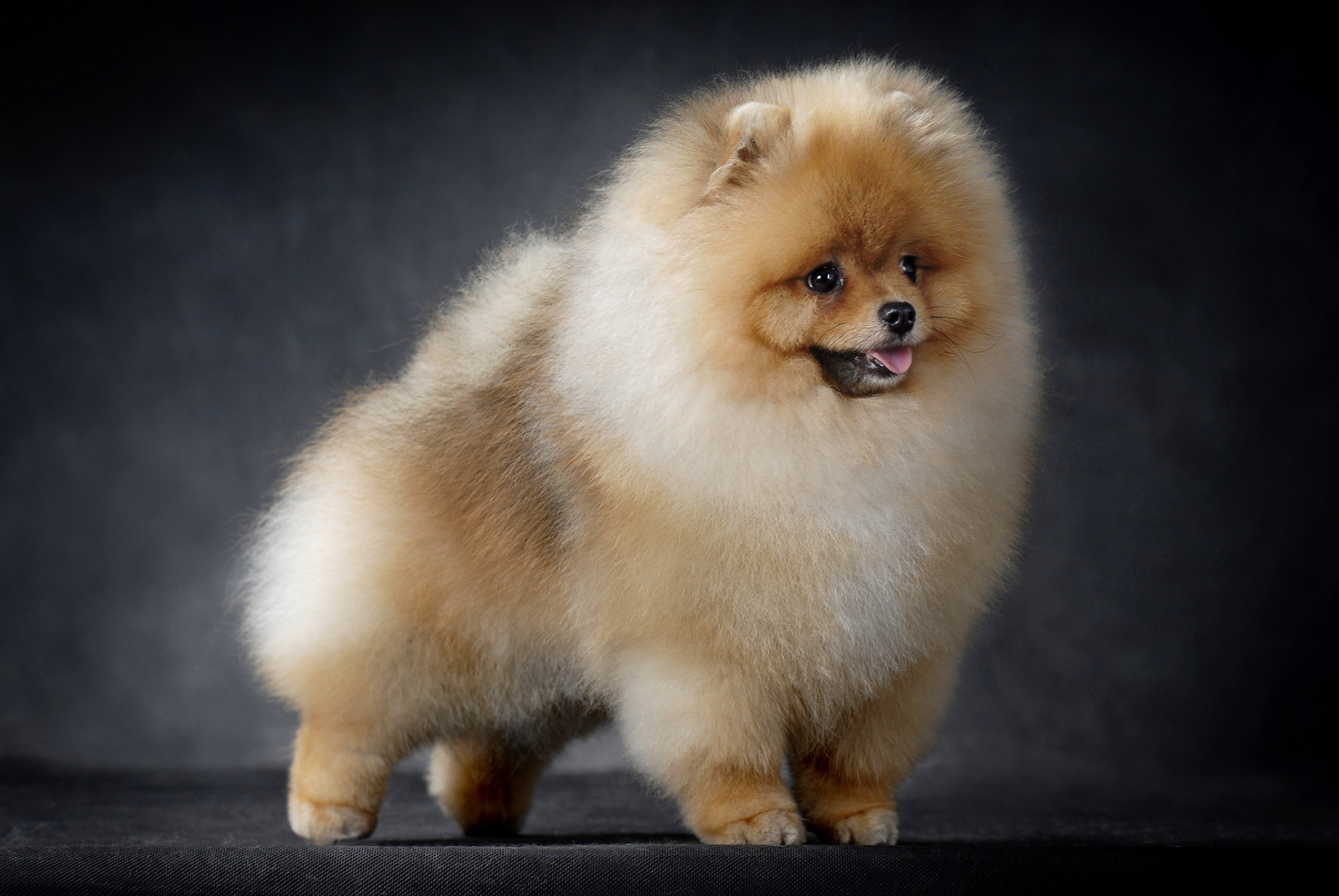 博美犬是一种非常可爱和迷人的犬种,它们通常被描述为活泼,友好和忠诚