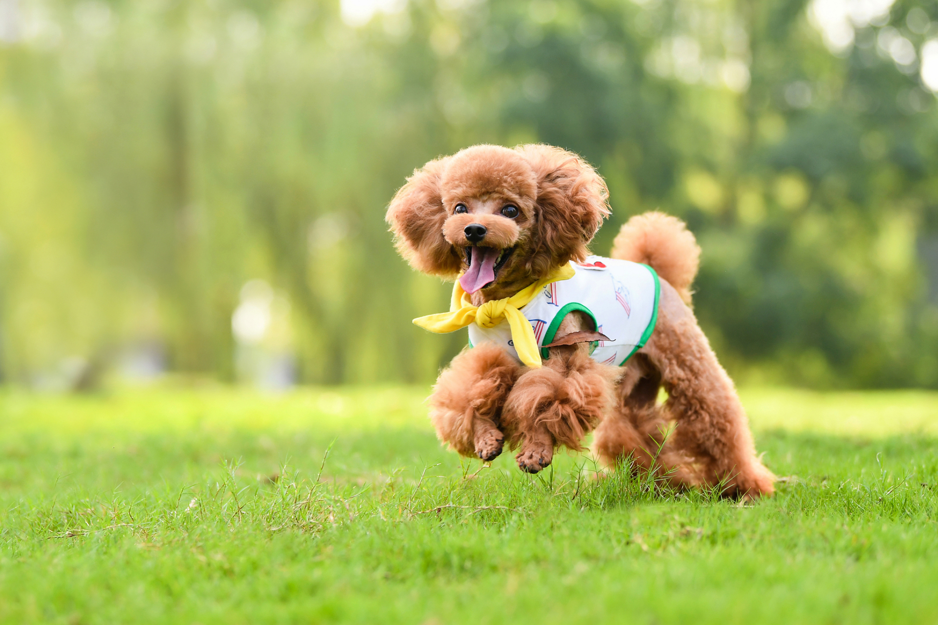 那么,四季贵宾犬到底有哪些神奇的好处呢?
