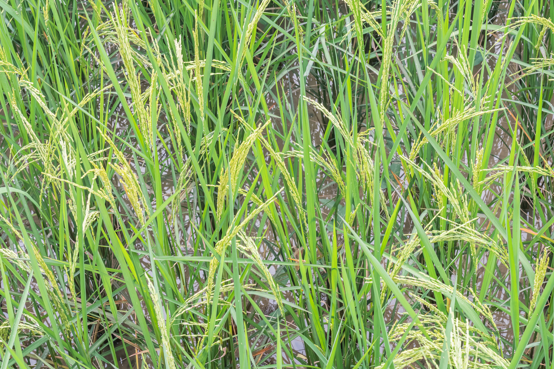 水稻黄叶病的最佳治疗方法有以下几种:  1.