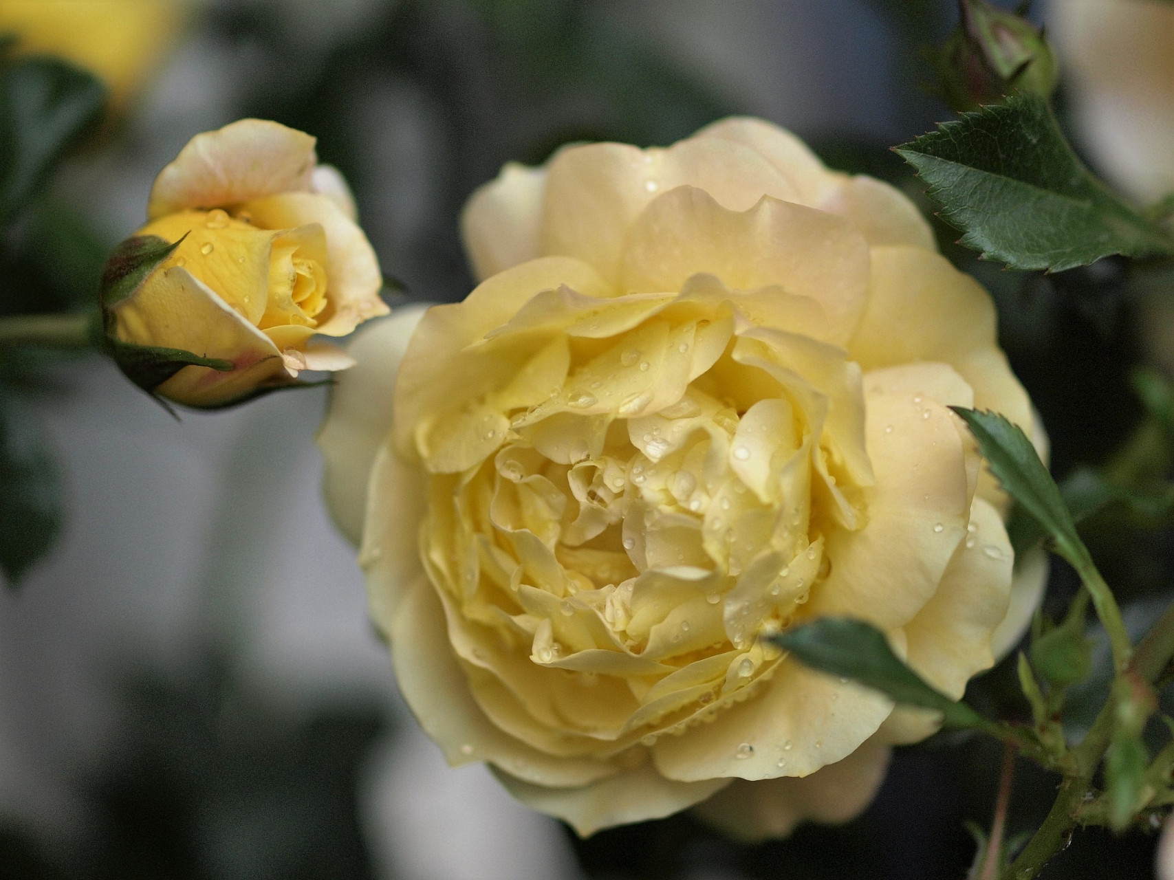 雅典娜月季:玫瑰界的斯巴达人,给你不一样的种植体验!