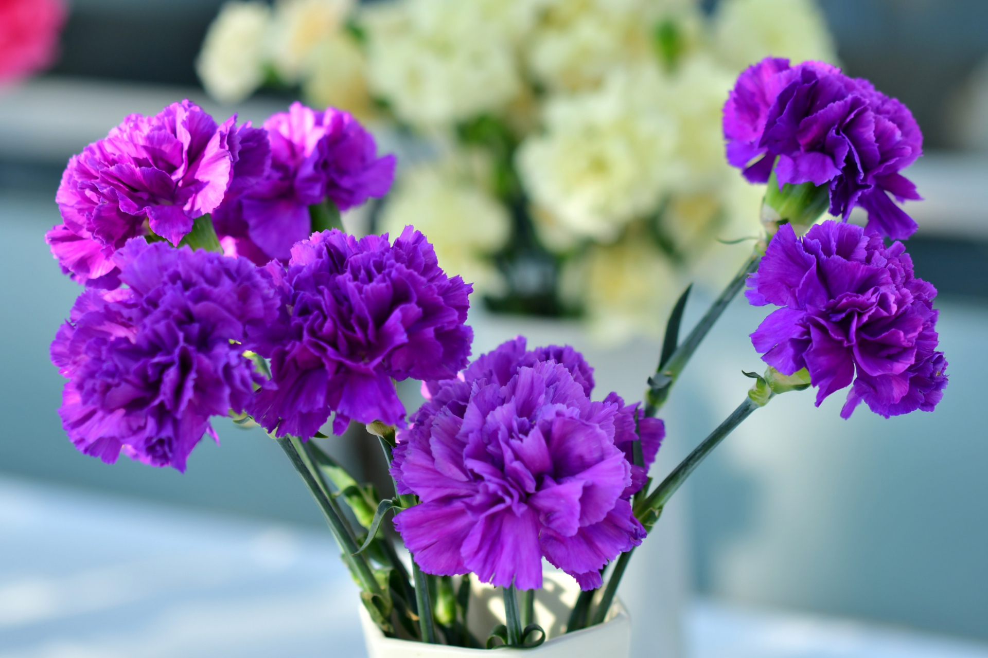 紫色康乃馨花语# 紫色康乃馨是一种神秘而优雅的花卉,它的花语也陈