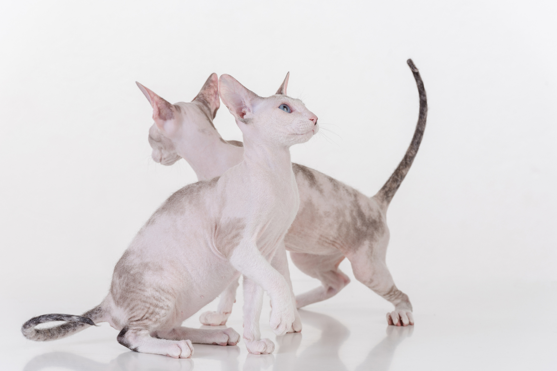 对猫毛过敏可以选择低敏品种的猫,定期梳理猫毛,保持居住环境清洁