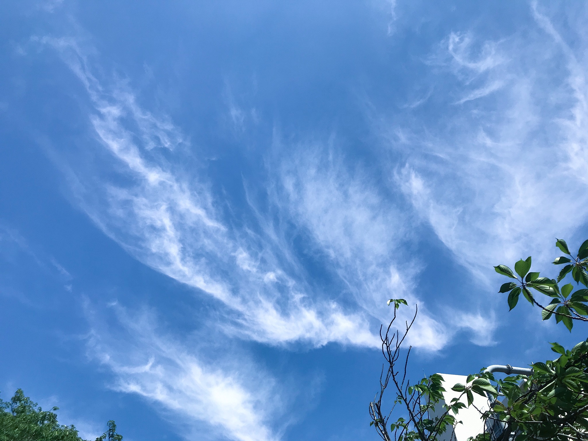 大家翘首以盼的出梅时间即将揭晓!