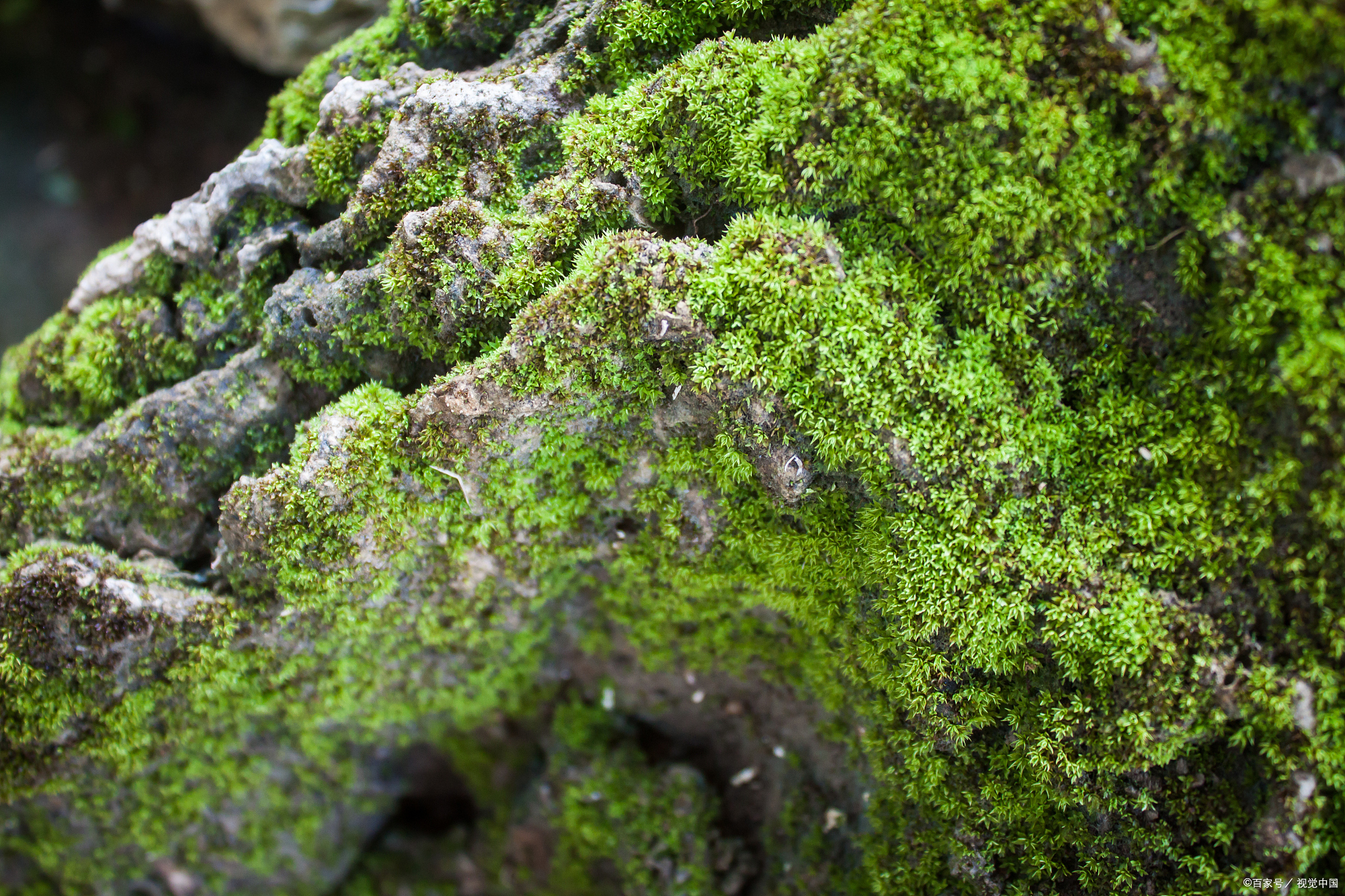 苔藓植物图片及名称图片