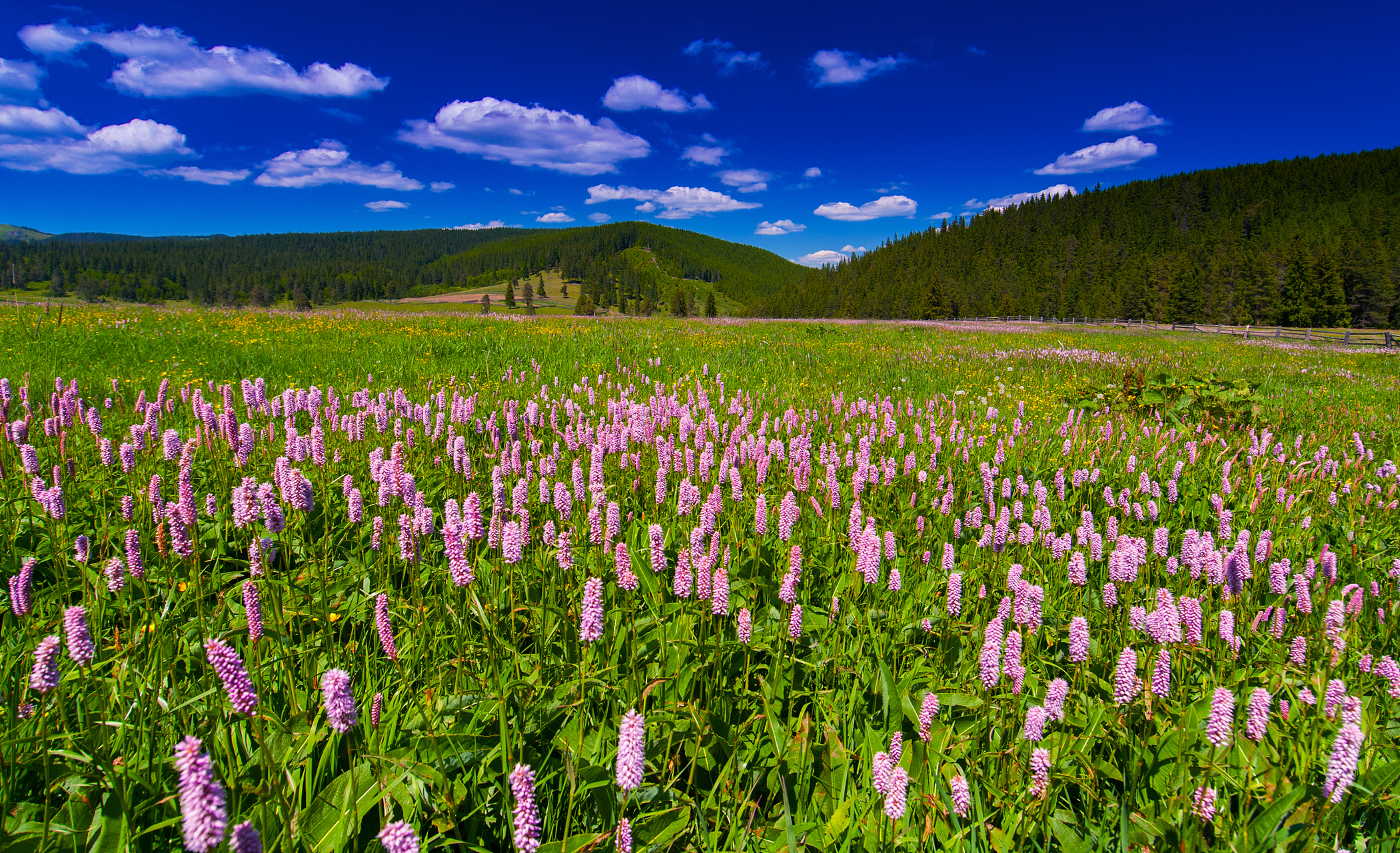 奇遇那拉提#新疆花海那拉提是近年来备受游客喜爱的旅游目的地,那里