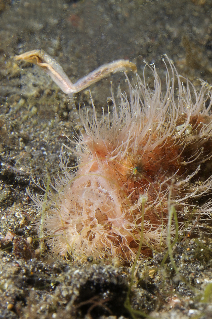 深海中的琵琶鱼拥有自然界最奇怪的繁殖方式之一.