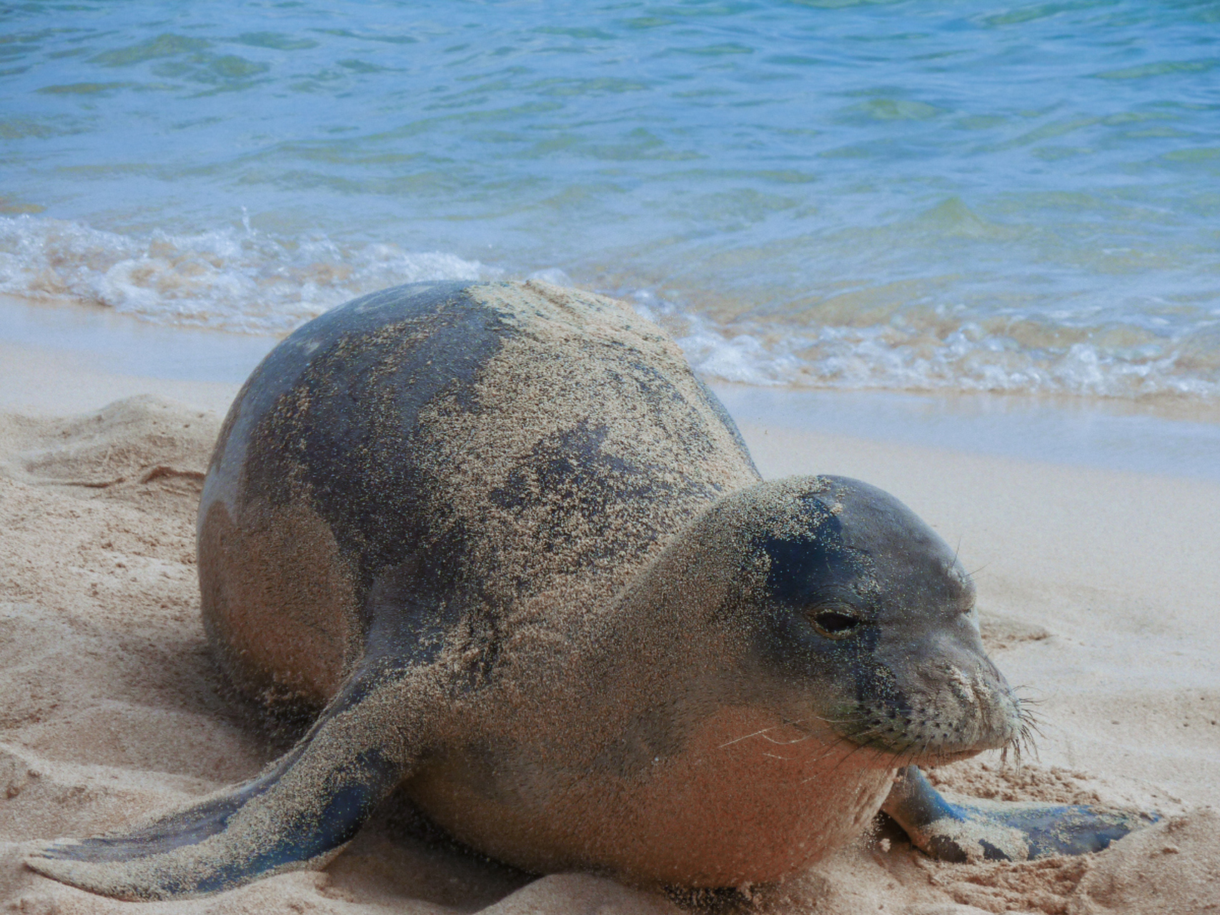 海豹肢图片