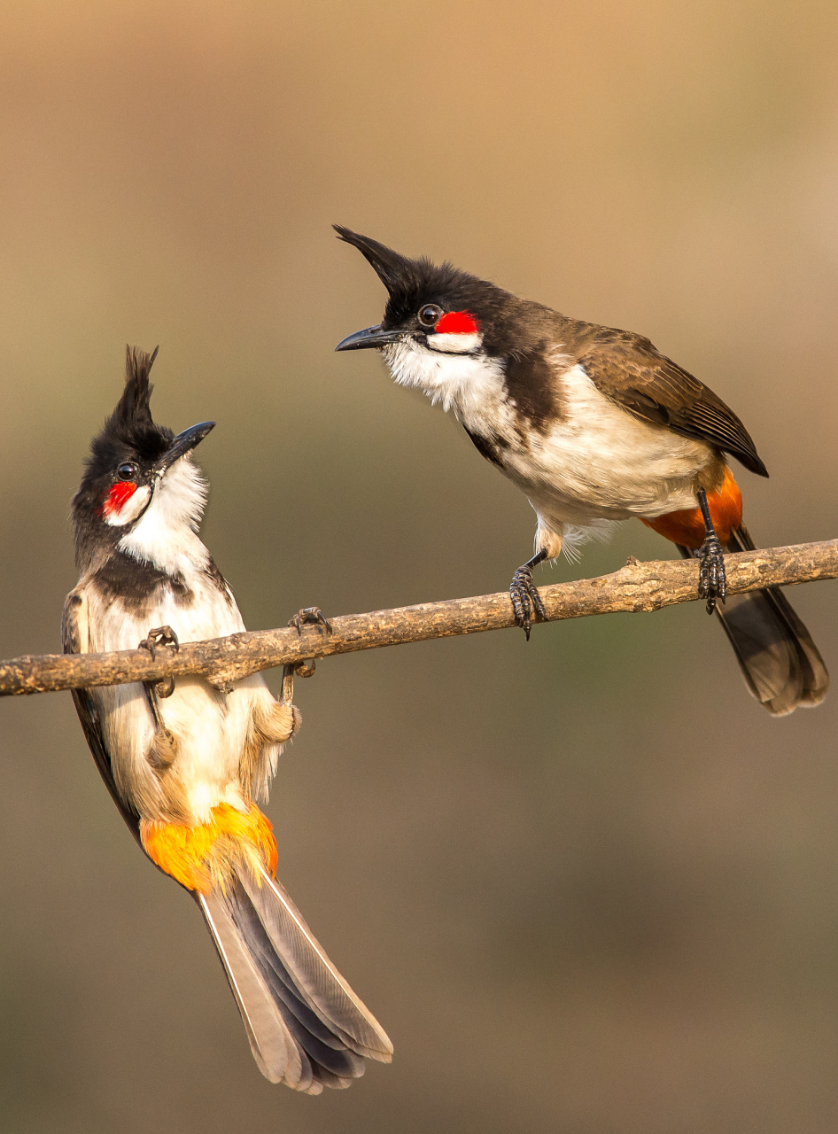 两只鸟在树上谈恋爱,公鸟问母鸟:"你愿意和我生小鸟吗?
