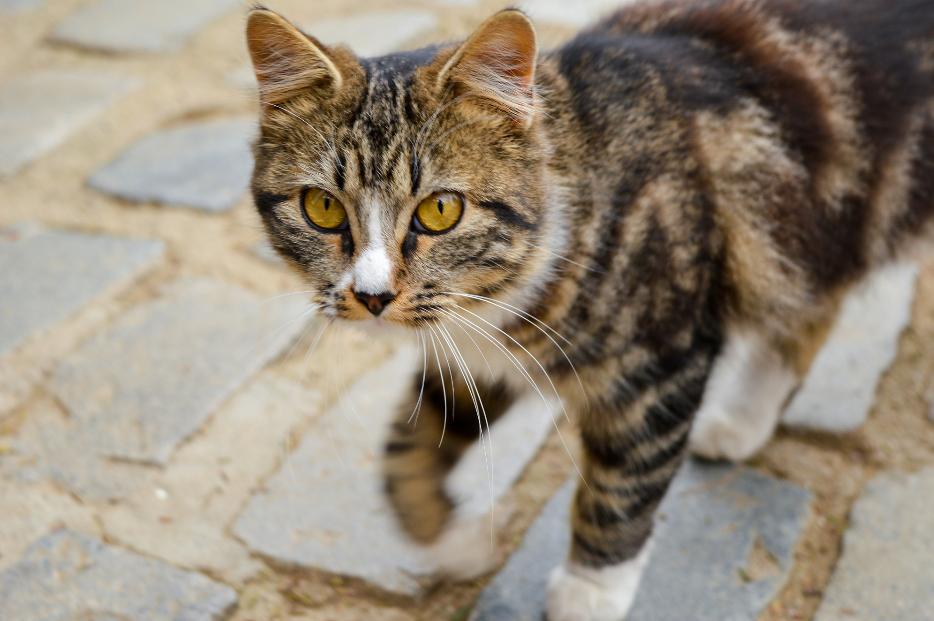 我观察了很久,发现了一个让人痛心的现象:流浪猫中,狸花猫占了很大