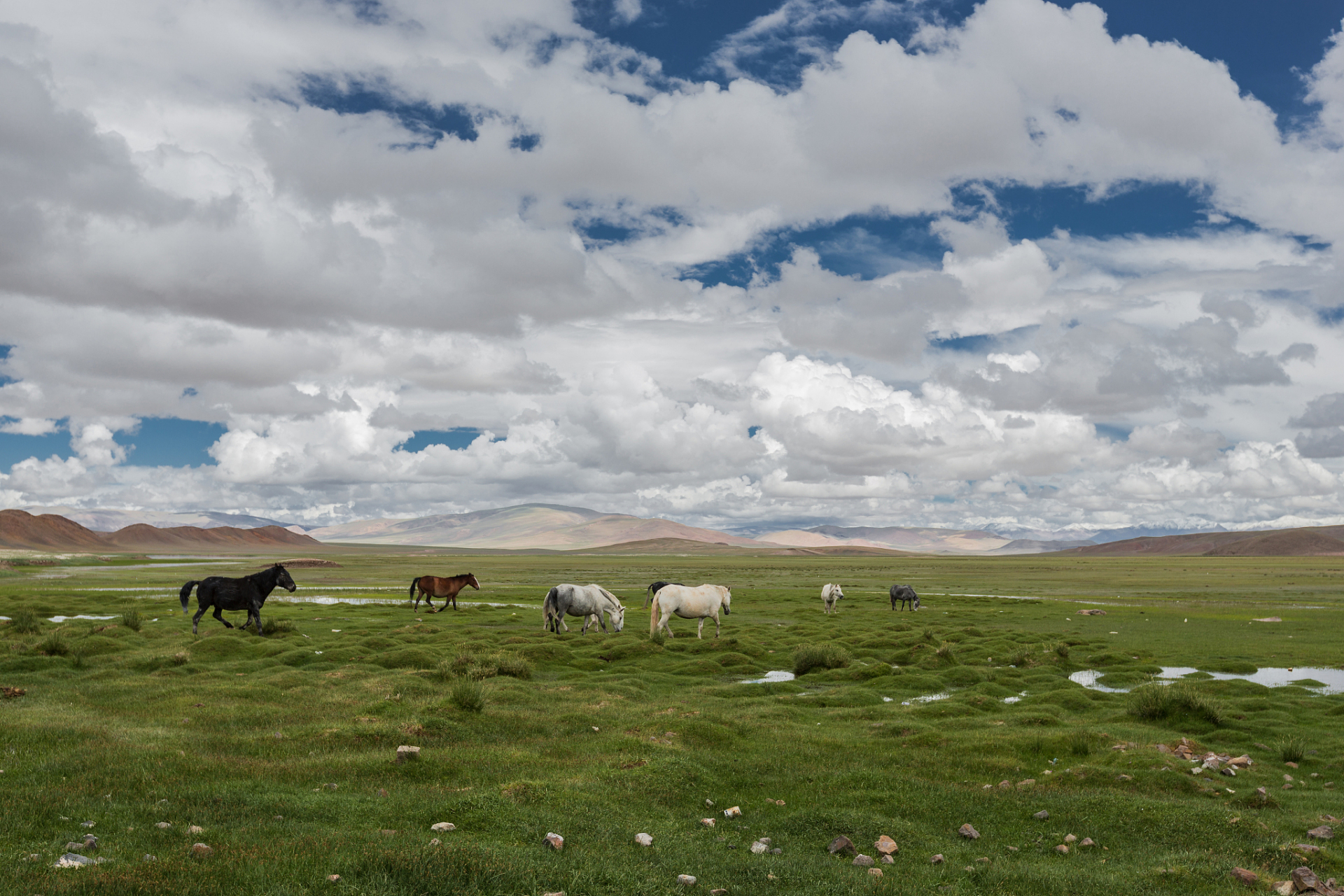 川西高寒草原,是中国最美的六大草原之一,被誉为香格里拉核心区.
