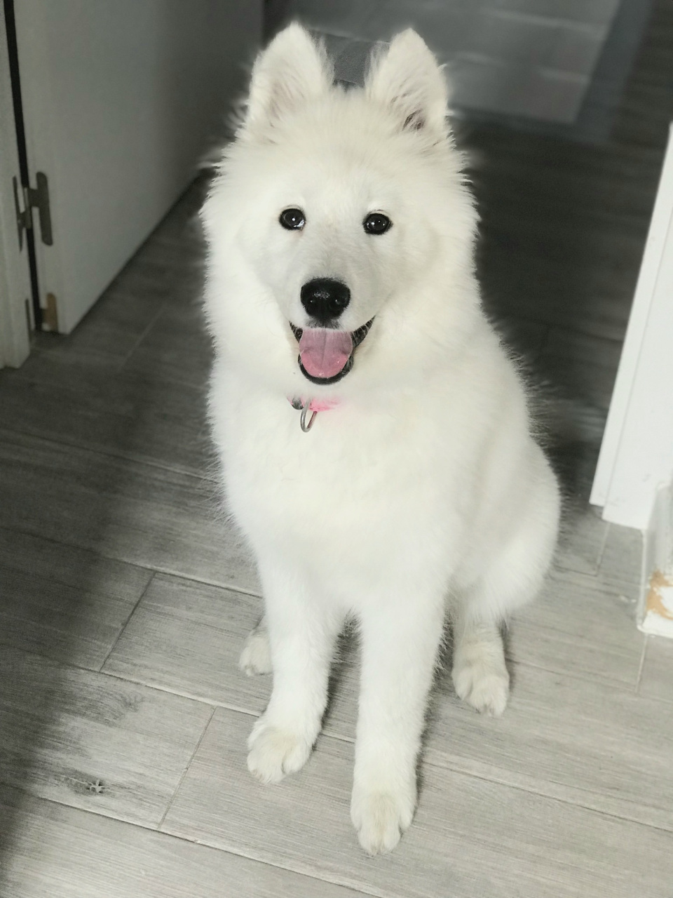 萨摩耶是一种性格温顺,易于与人相处的狗狗,它们通常很友好,也很活泼.