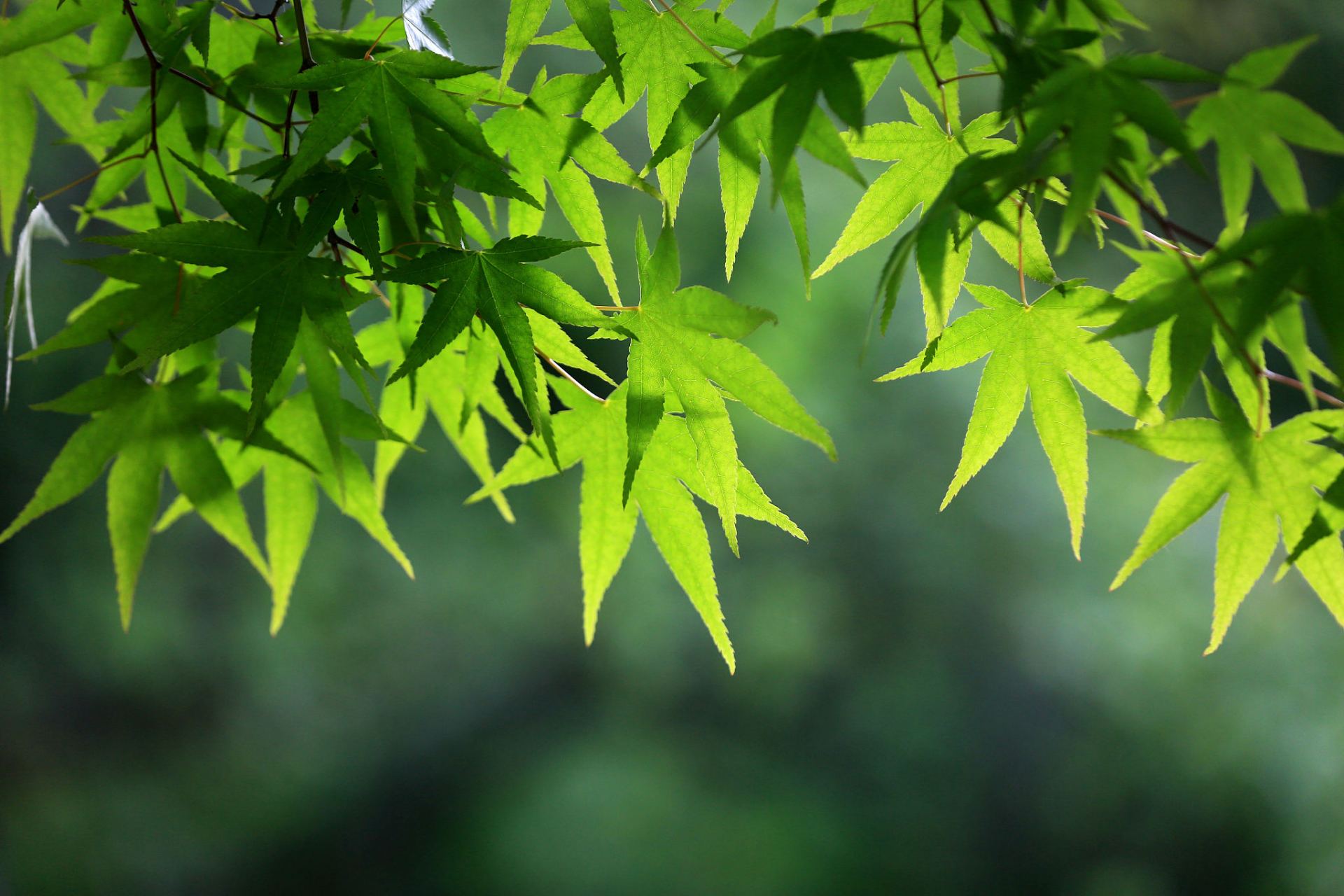 每日读诗词:今天读一首宋代诗人刘攽的《新晴》  新晴 宋·刘攽 青苔