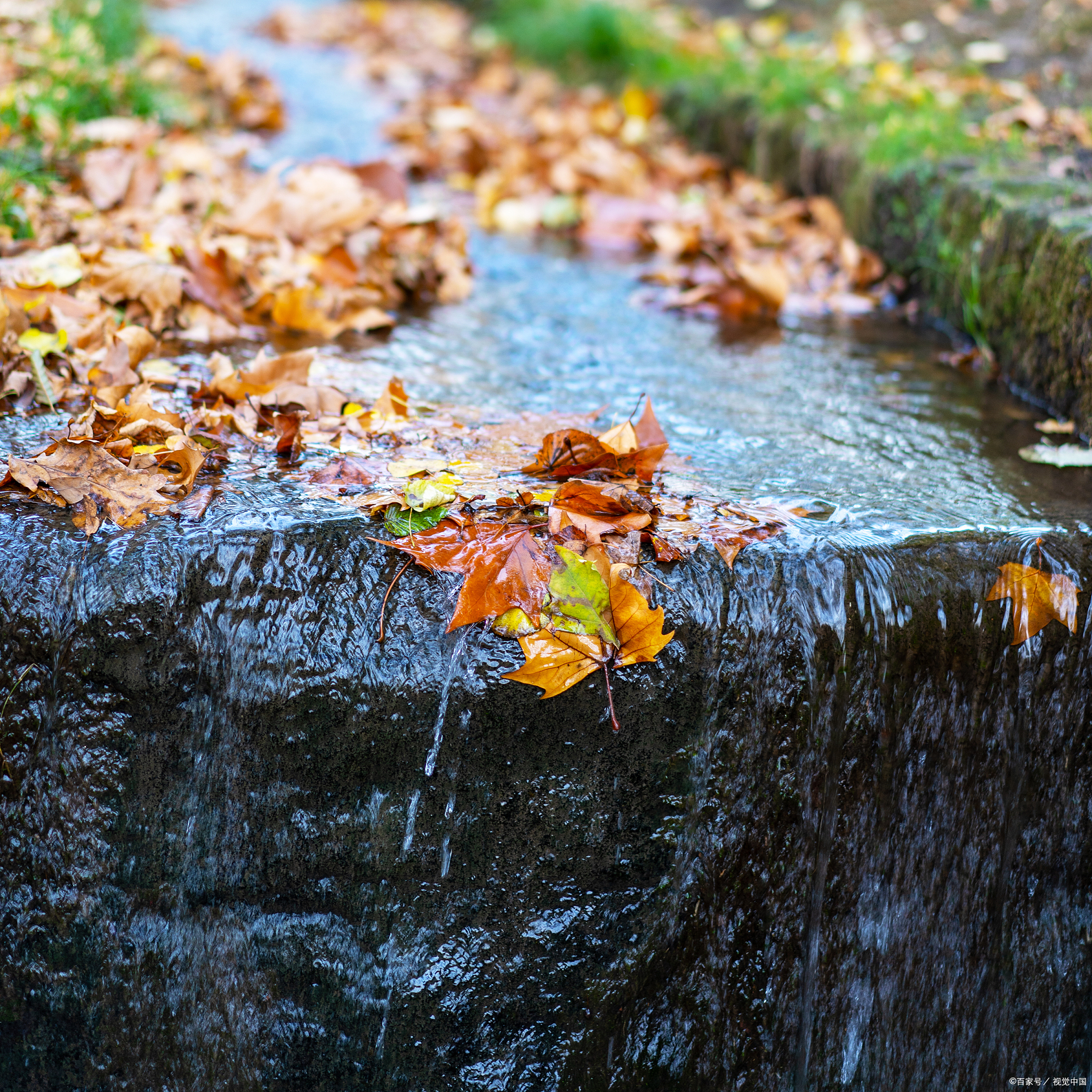 上联:三千黄叶沐秋雨