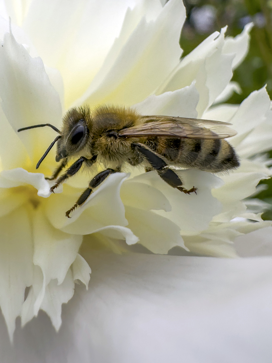蝴蝶喜欢吃蜂蜜吗?(蝴蝶喜欢吃蜂蜜吗为什么) 蝴蝶喜欢吃蜂蜜吗?(蝴蝶喜欢吃蜂蜜吗为什么)