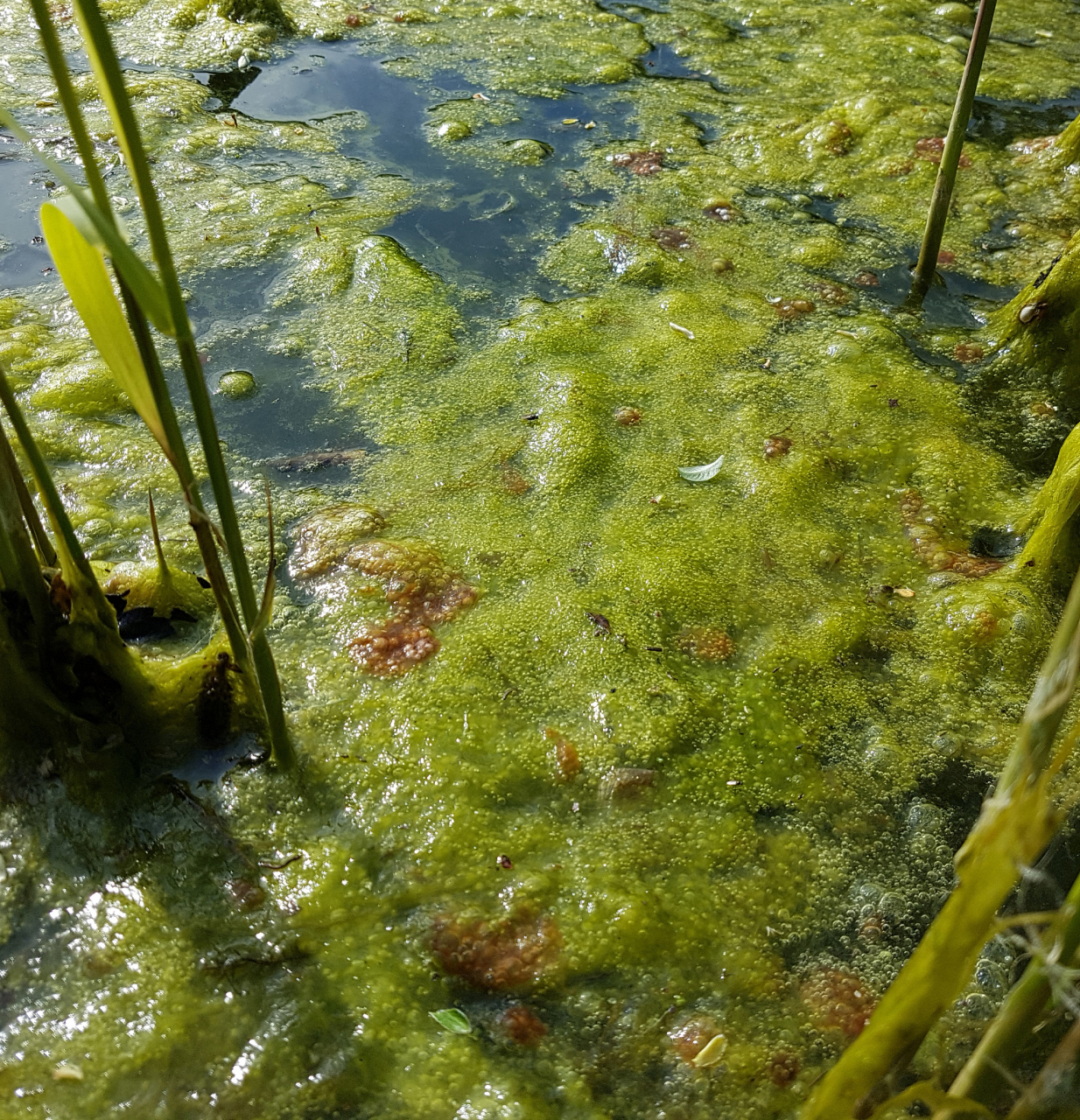 藻类植物是一类生存在水中的神奇植物群体,它们拥有独特的形态和生态