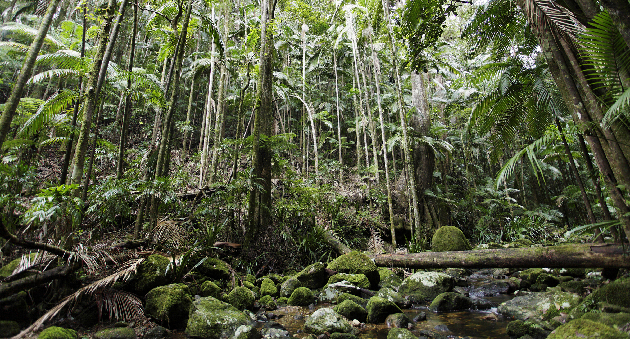 巴西亚马孙雨林上半年森林砍伐同比减少近34% 巴西亚马孙热带雨林地区