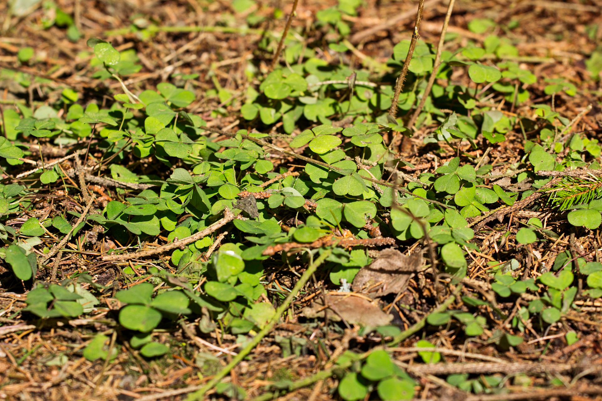 猫爪草:养生秘笈,清热解毒好帮手 你是否在寻找一种既能清热解毒又能