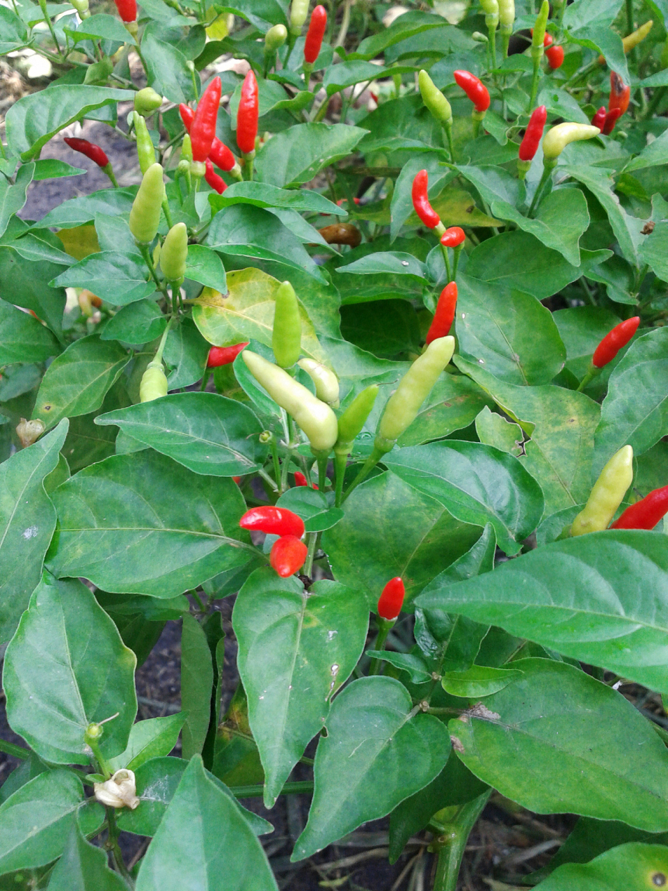 朝天椒是一种常见的辣椒品种,因其独特的形状和辣度而受到广泛欢迎.