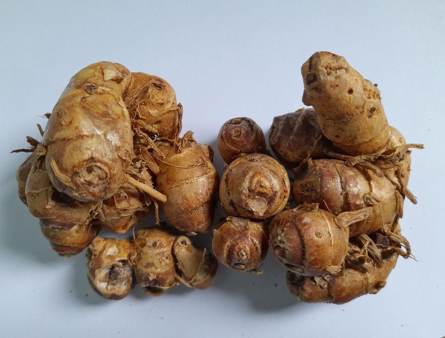 高良姜的形态特征包括茎干较细,上面有绒毛,呈椭圆形,深绿色;叶子较