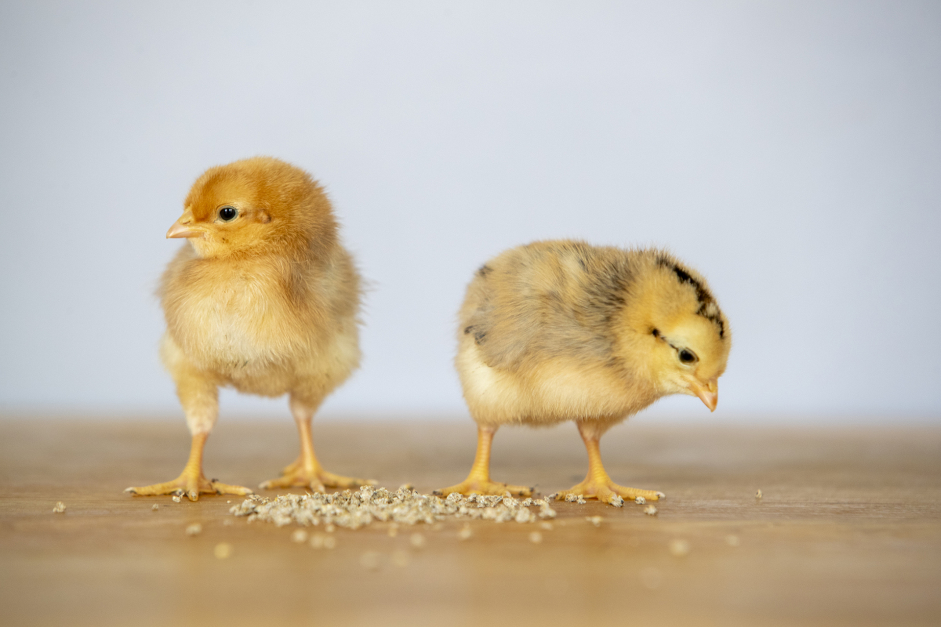 [原文:小鸡养多久能长大]