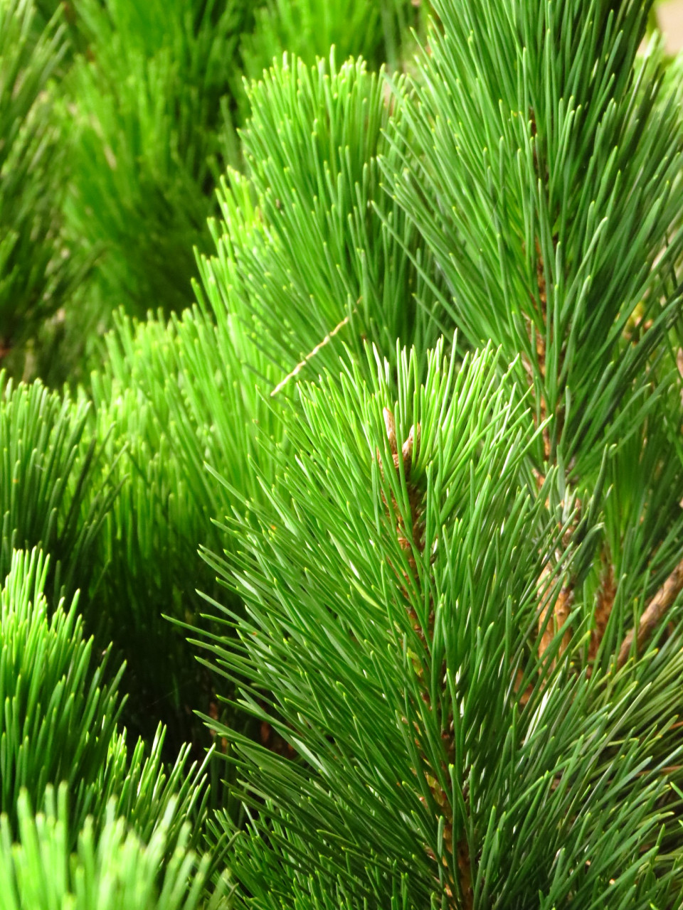 与被子植物的种子被包裹在果实内不同,松树的生殖器官结构和种子的