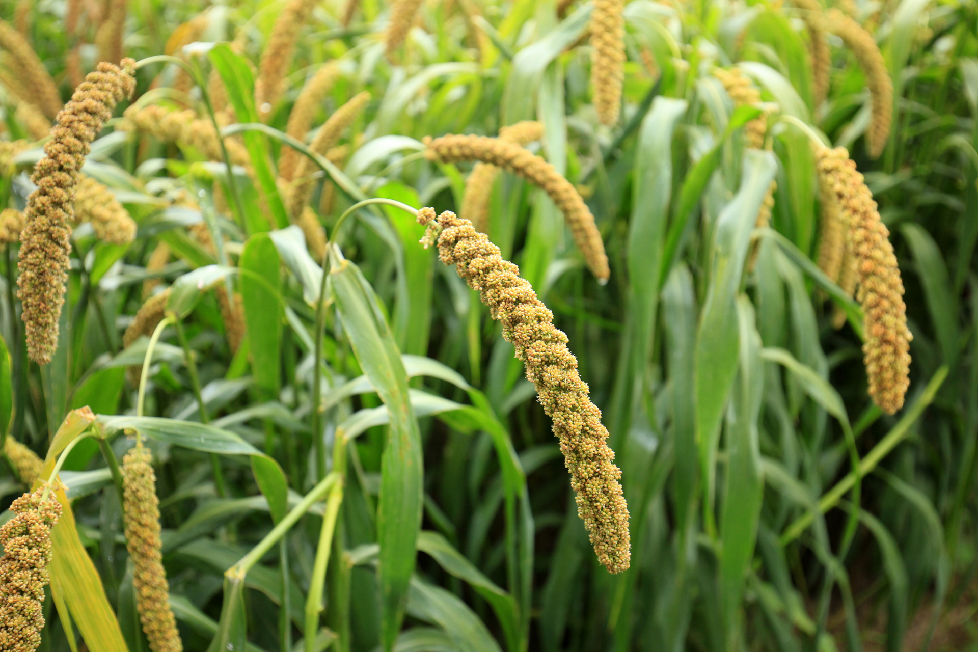 谷子丰收时,祖父宽容对待偷谷者.