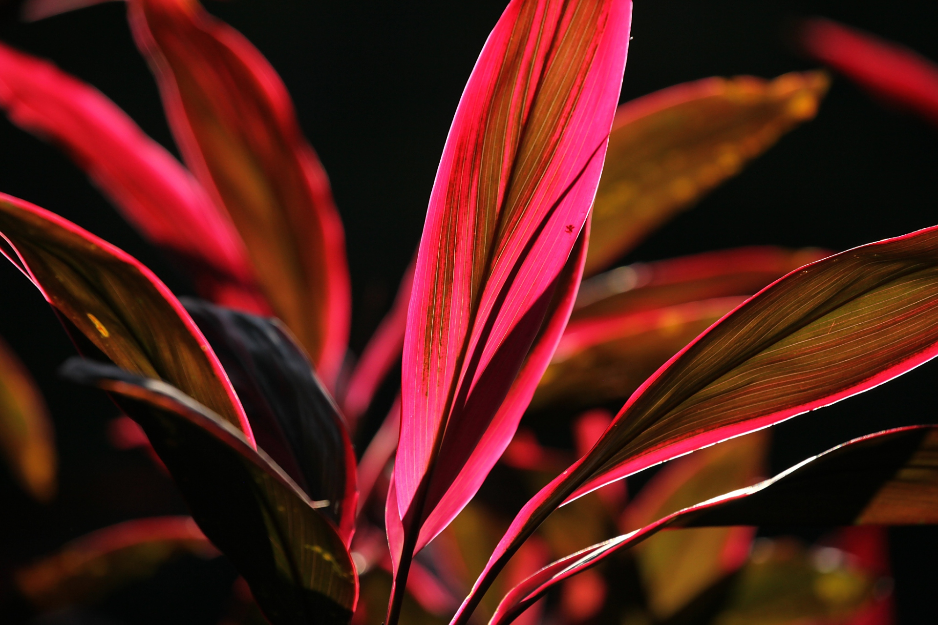 红叶朱蕉是一种非常美丽的植物,它的叶子呈现出鲜艳的红色,非常适合