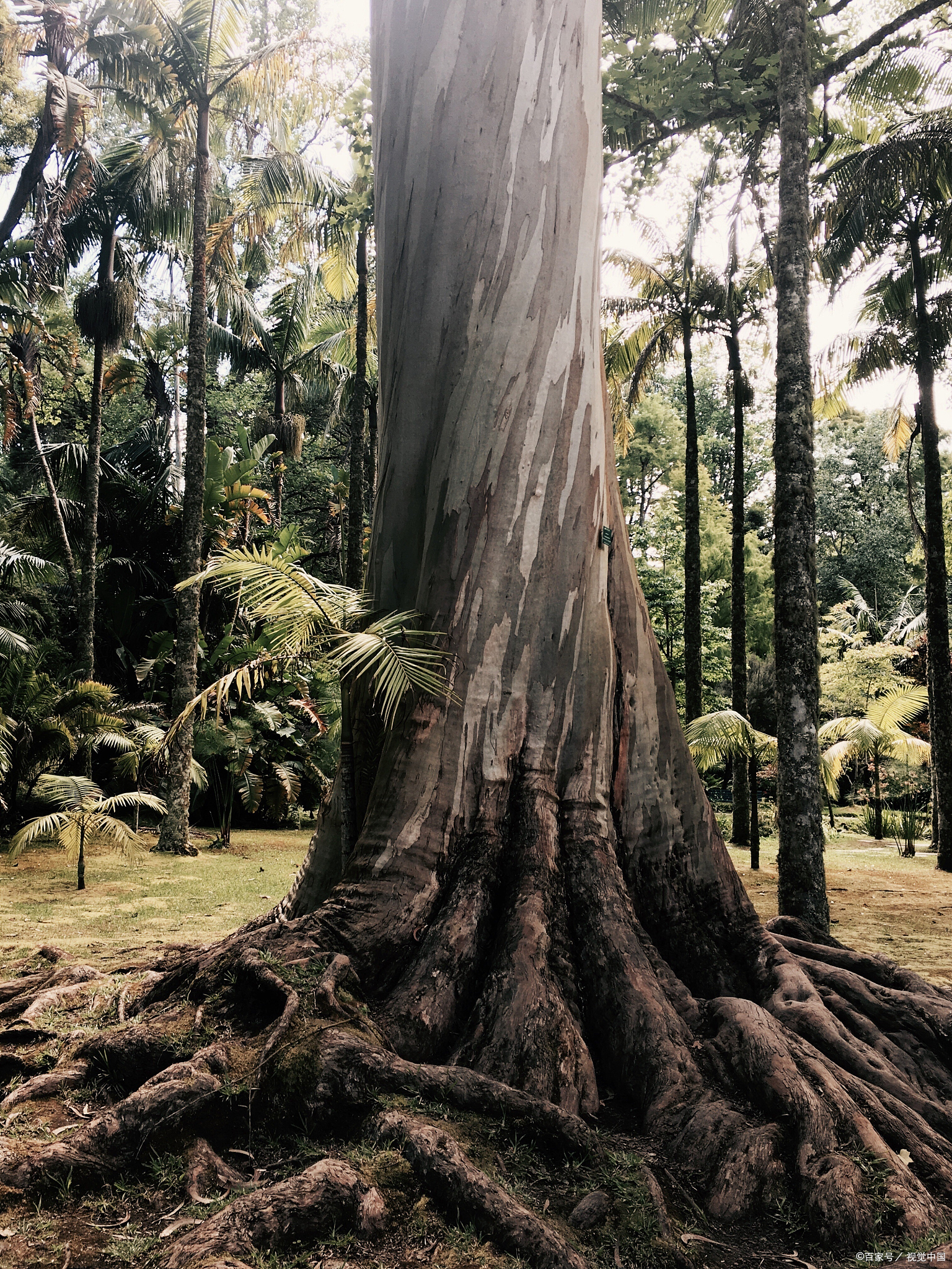 墨西哥的查普尔特佩克山区域,有一个被称为"巨人树"的神秘景点
