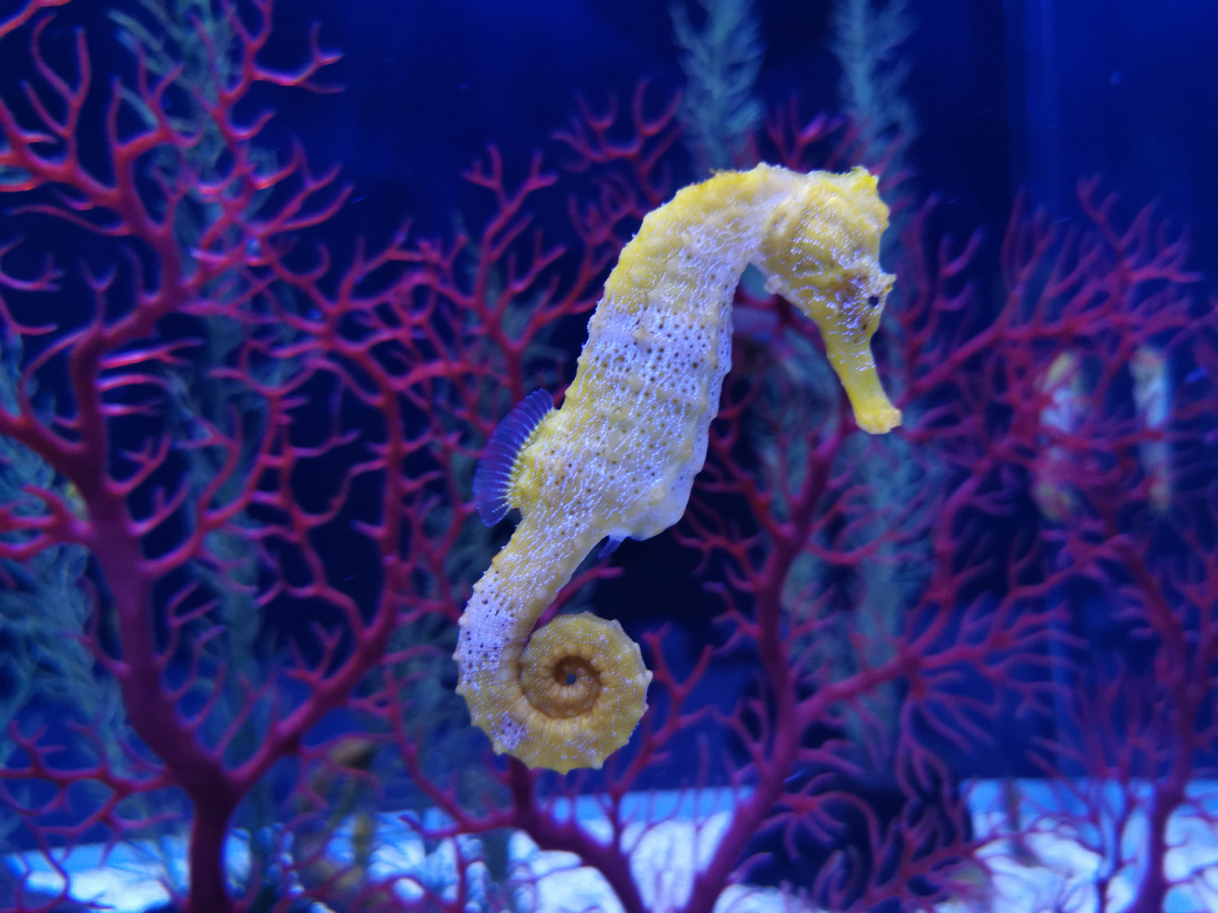 海马是海洋生态的