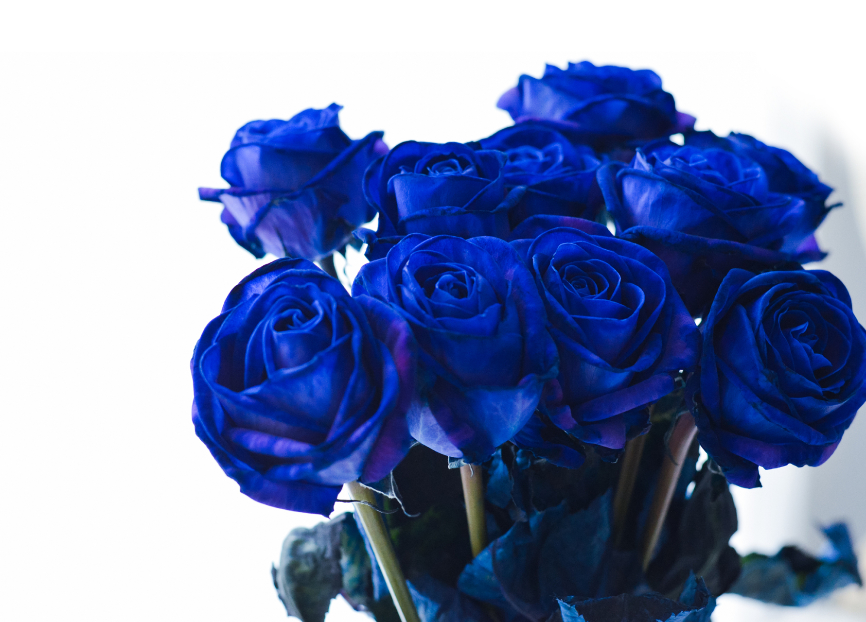 存在着一种花,它被称为蓝色妖姬,或者也可以称之为蓝玫瑰