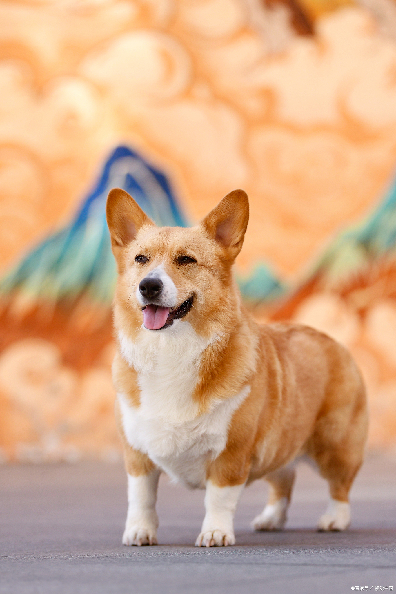 柯基犬狗狗们就像是你的小伙伴,用它们那逗趣和可爱的行为,为你增添