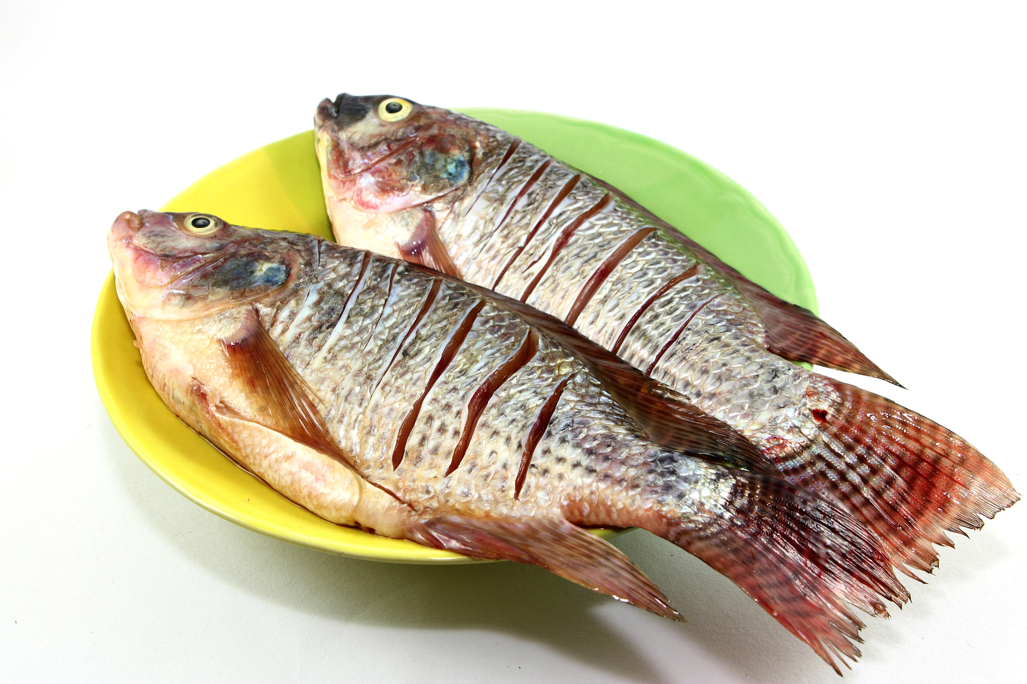 华子鱼是我国南方淡水域的常见鱼类,肉质鲜美,营养丰富