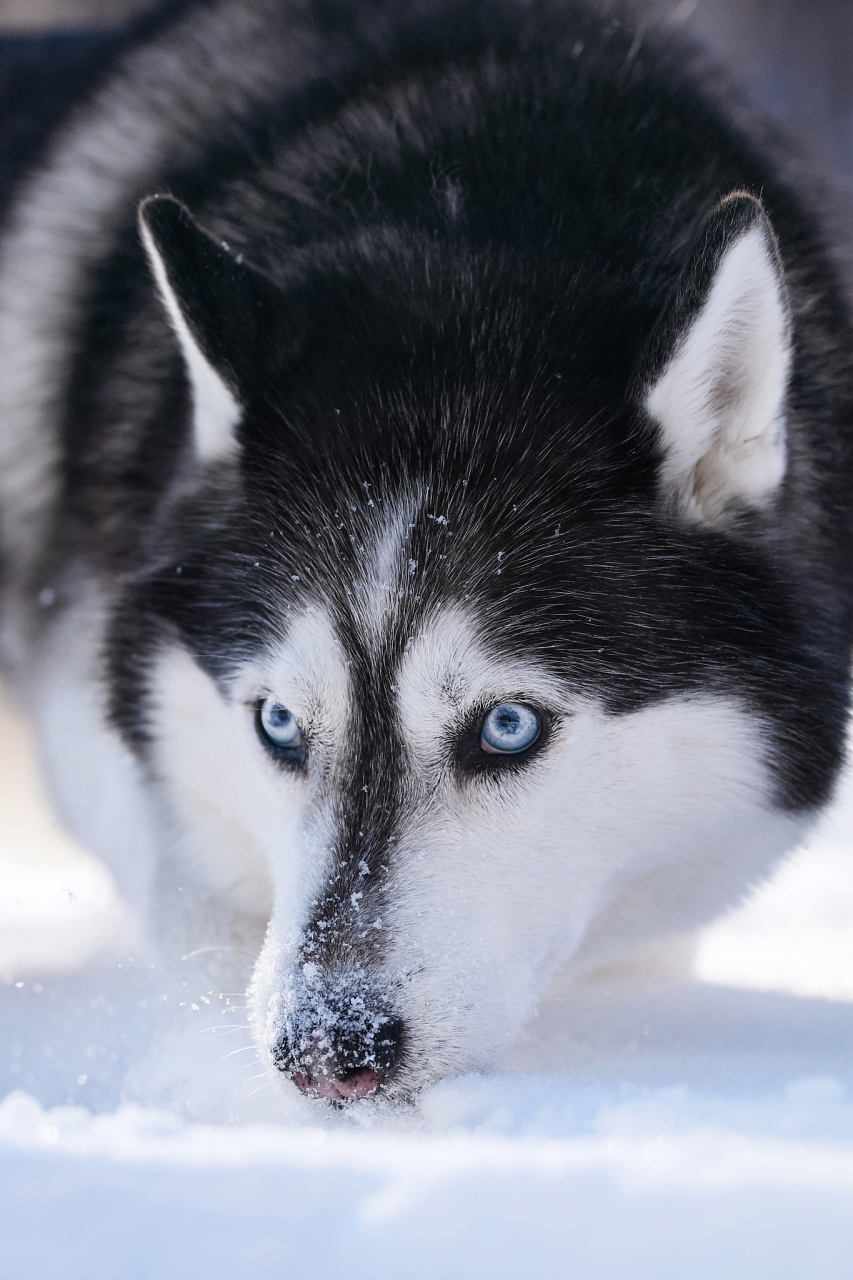 哈士奇雪橇犬电影图片