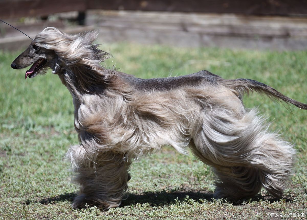 它们飘逸的长毛,修长的身姿,仿佛自带古典油画的滤镜