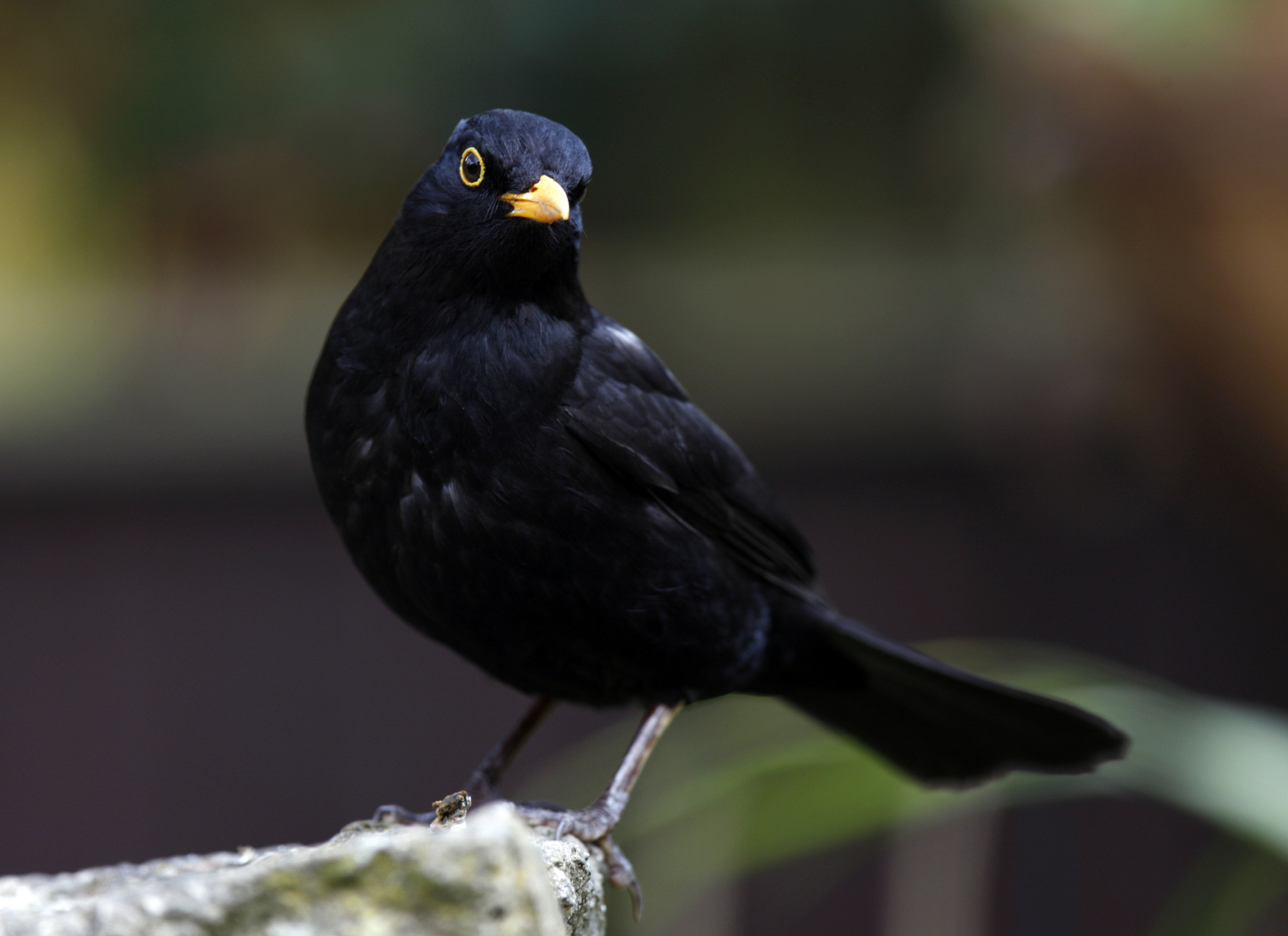 八哥,作为鸟类中的"语言天才",其学习说话的能力令人惊叹.