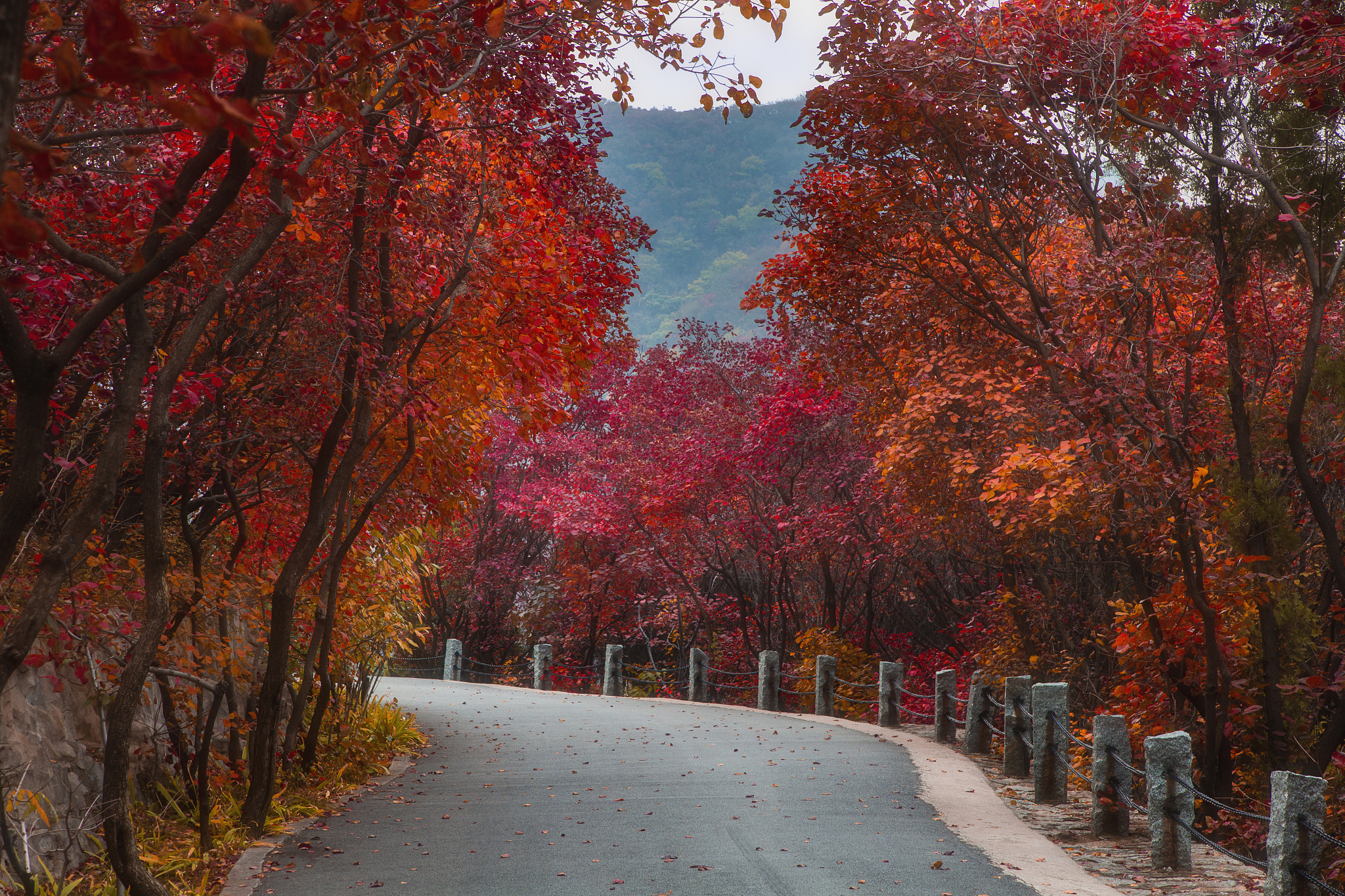 红叶柿岩地图图片