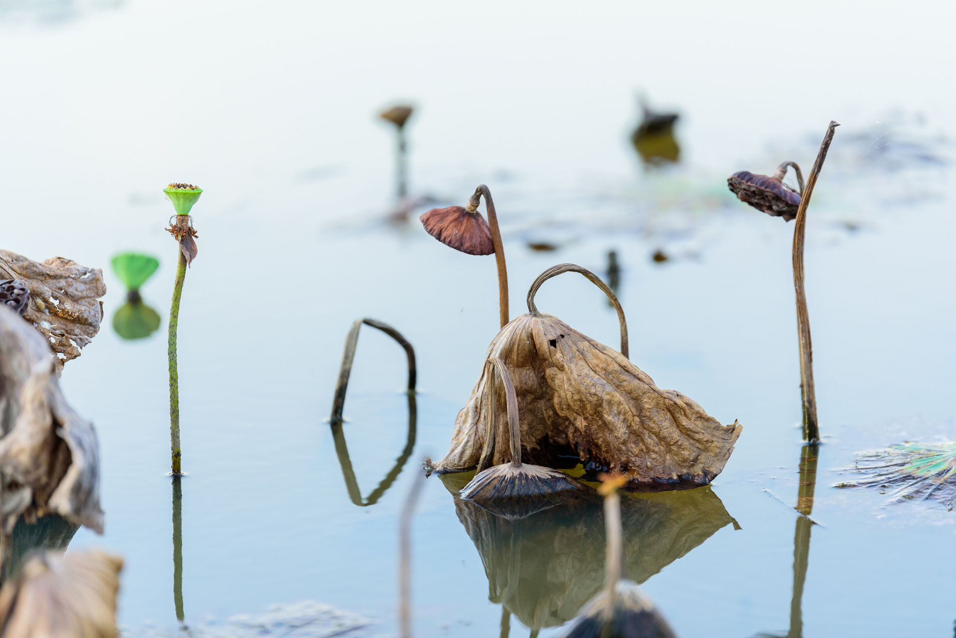 残缺之美  在大自然的广袤画卷中,每一处细节都蕴藏着无尽的美.
