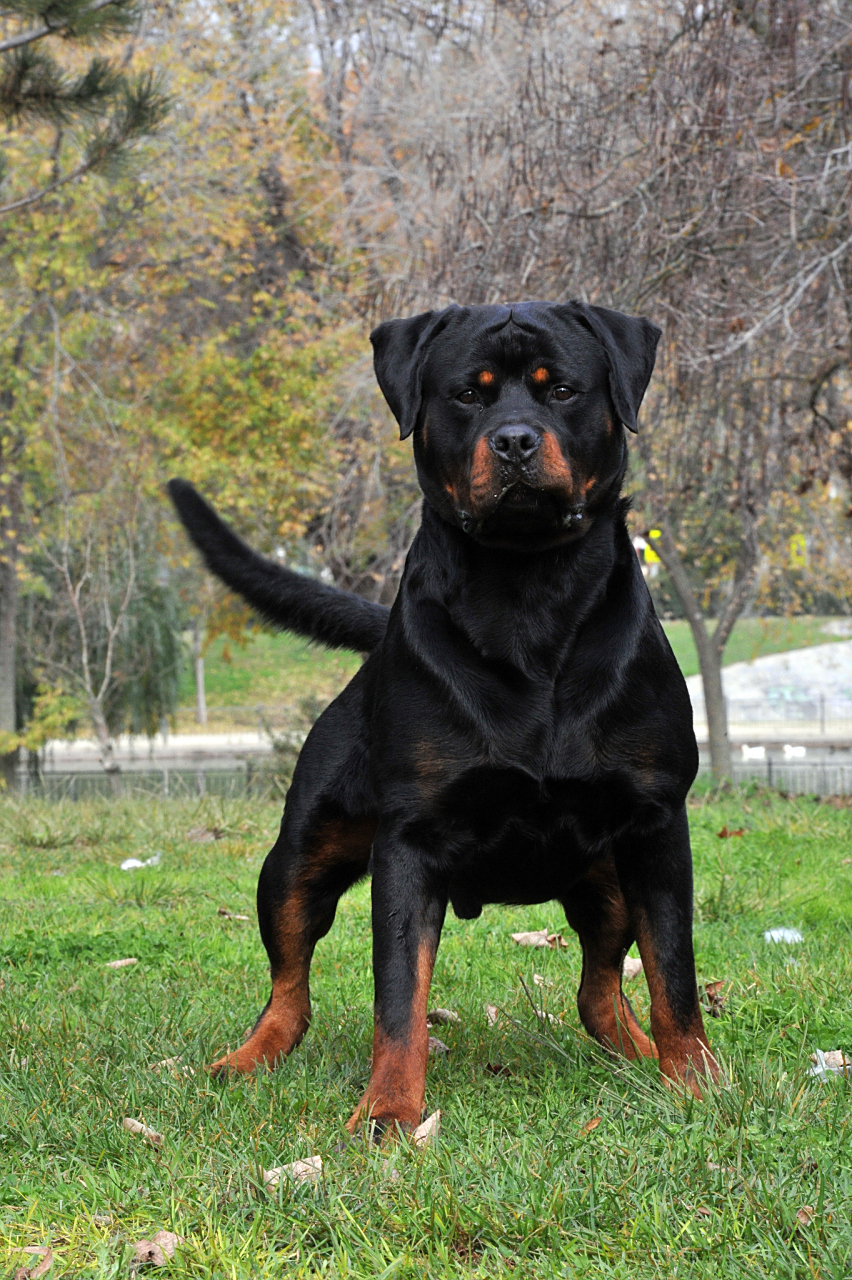 罗威纳看起来一副高冷,不好接近的模样,但实际上却很粘人,在家就是小