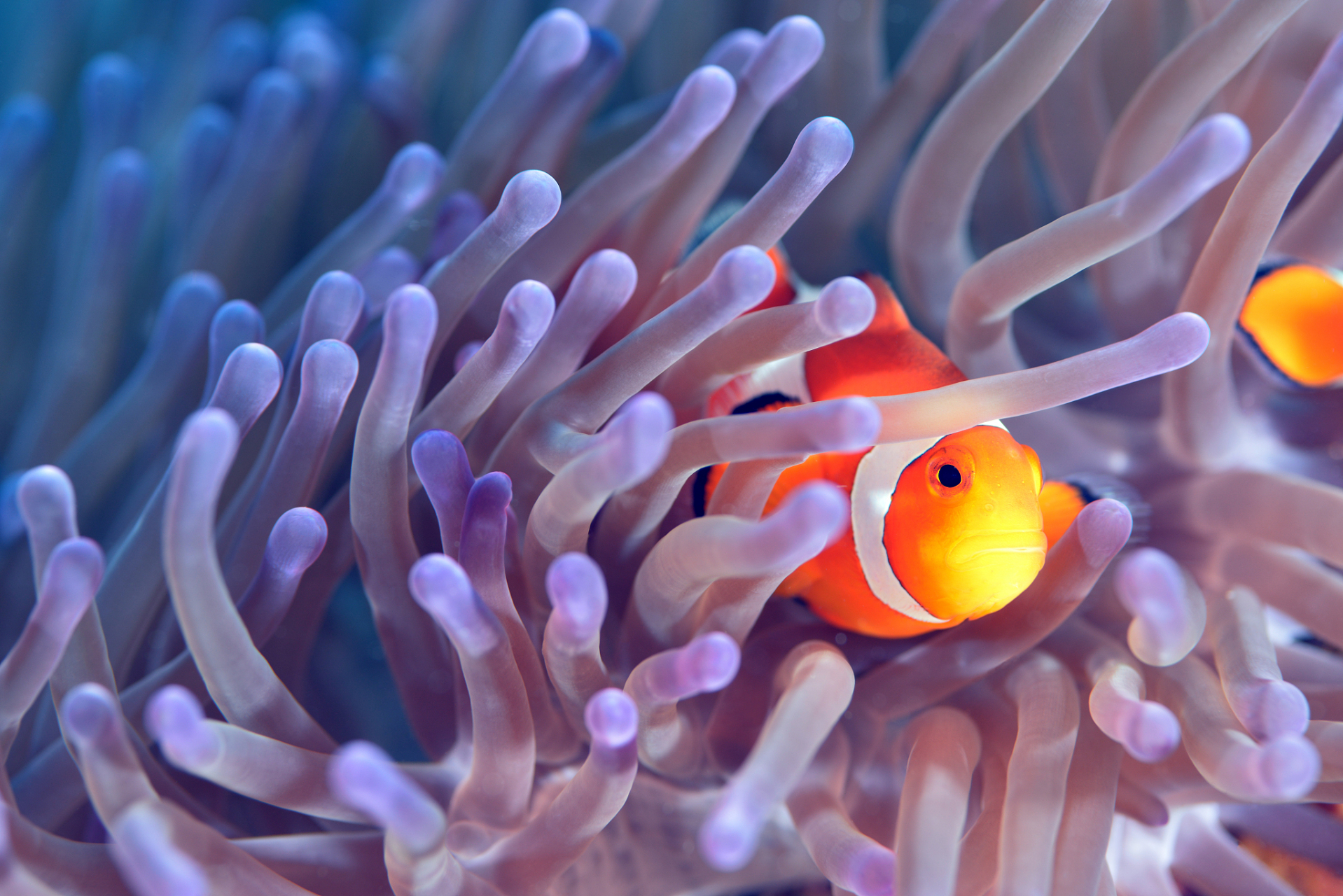 小丑鱼以鲜艳色彩和娇小身姿成为海洋生物明星,与珊瑚礁中的海葵共生