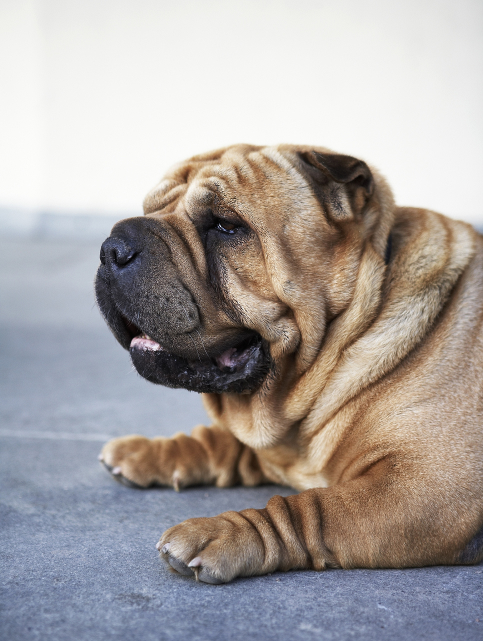 新手养狗者,快来深入了解吧![原文:养沙皮狗的3个优点和缺点.