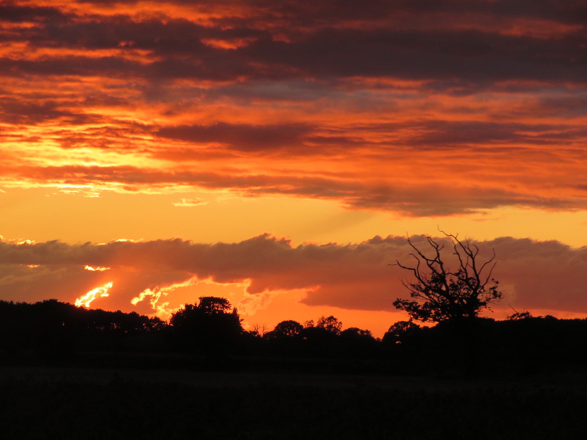 远山渐渐隐去轮廓,只剩一抹黛青.归鸟掠过树梢,剪影匆匆